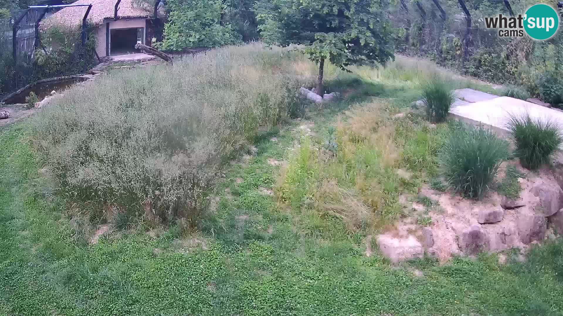 Zoo Ljubljana web kamera Lavovi
