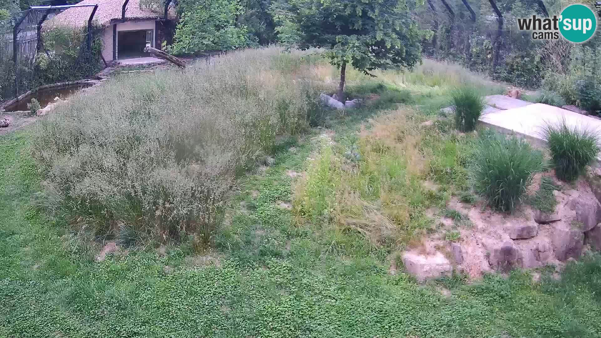 Zoo Ljubljana web kamera Lavovi