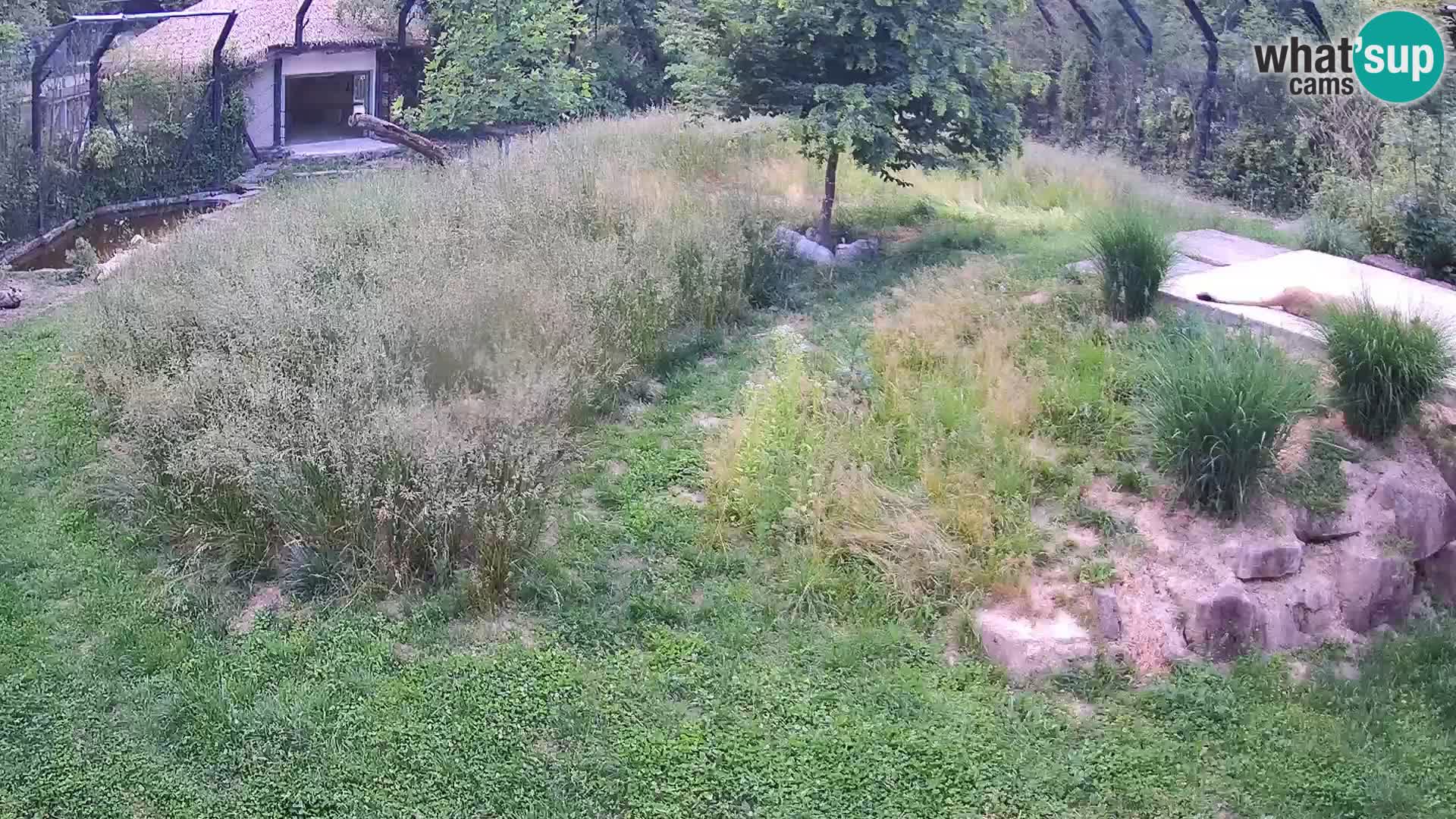 Zoo Ljubljana webcam Löwen