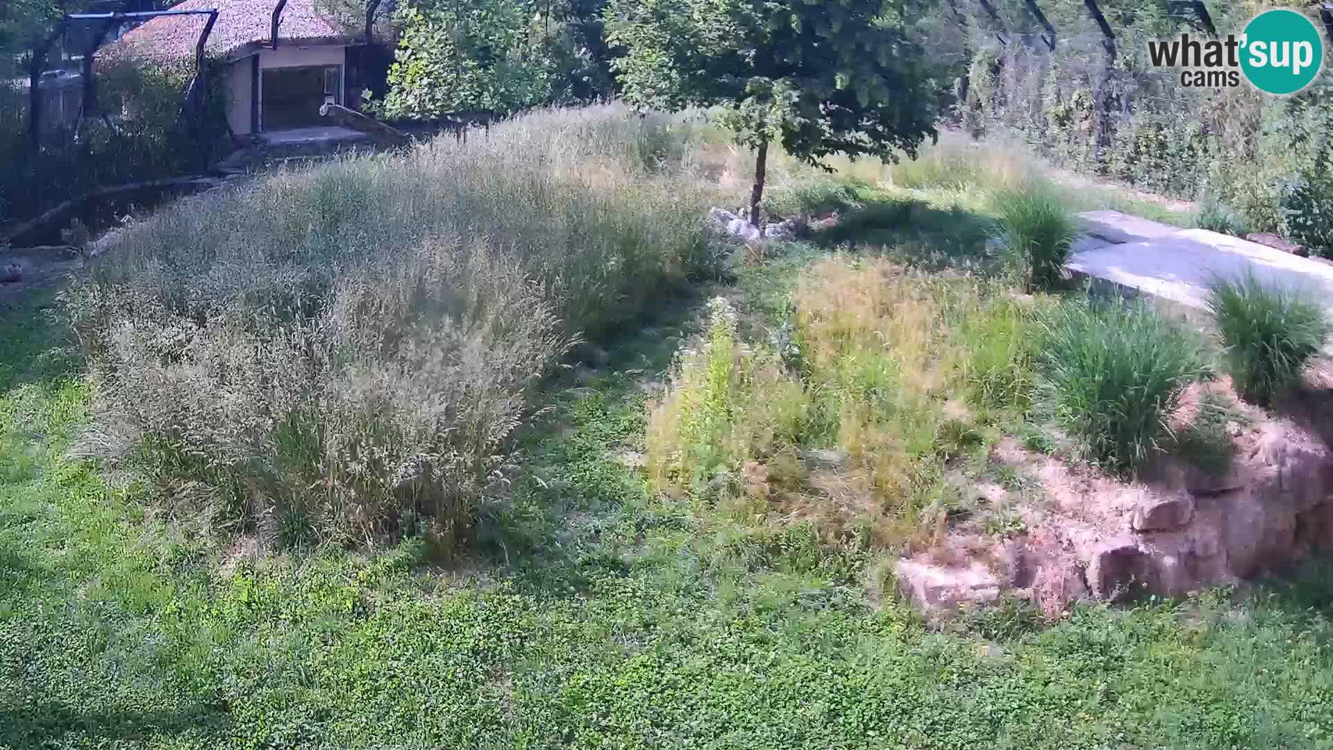 Zoo Lubiana live webcam Leoni