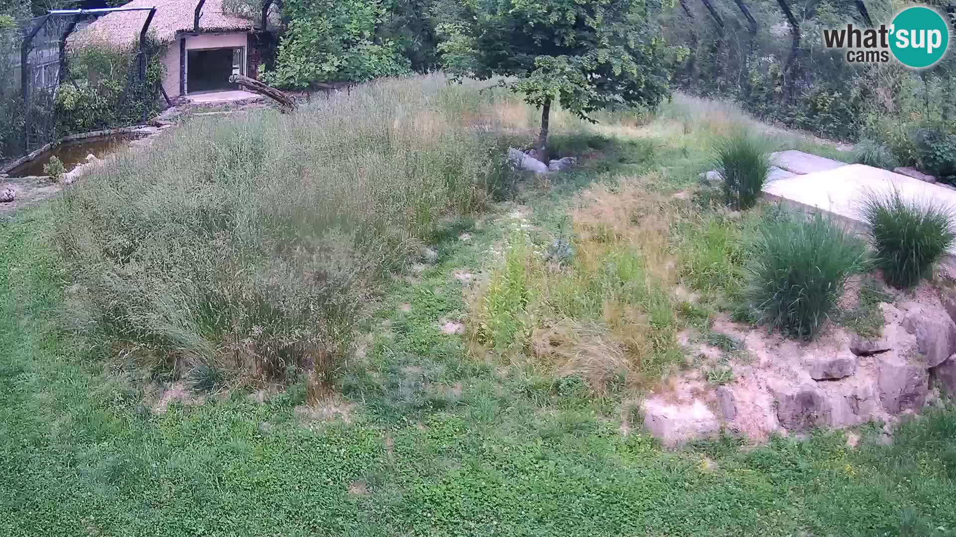 Zoo Ljubljana camera en vivo Leones