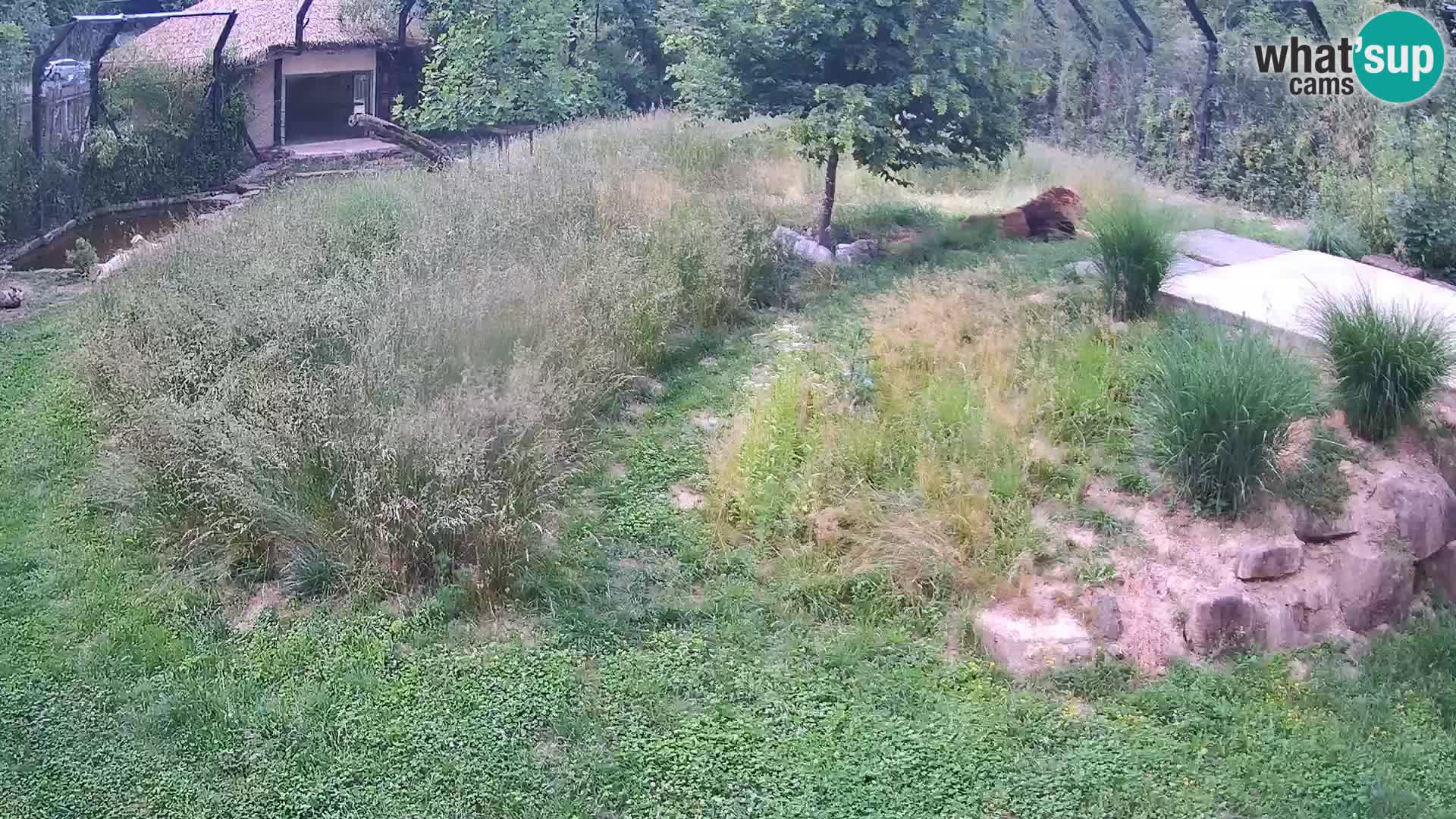 Zoo Ljubljana webcam Löwen