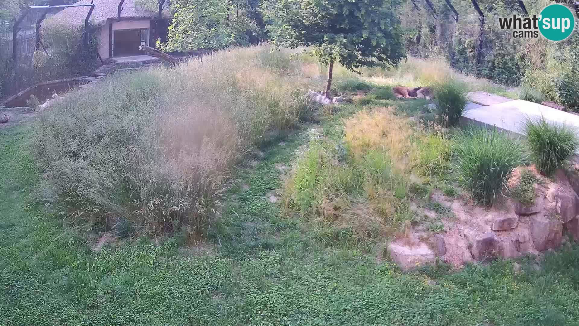 Zoo Ljubljana webcam Löwen