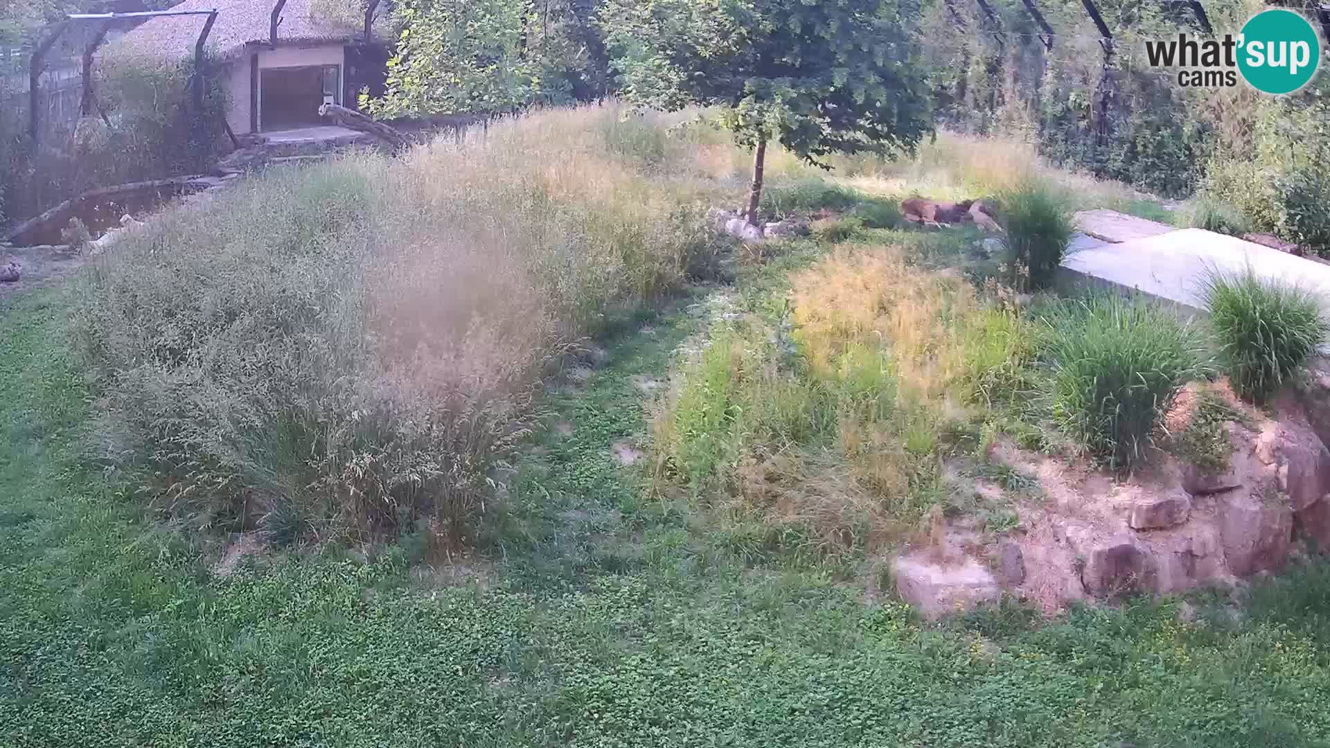 Zoo Ljubljana webcam Löwen