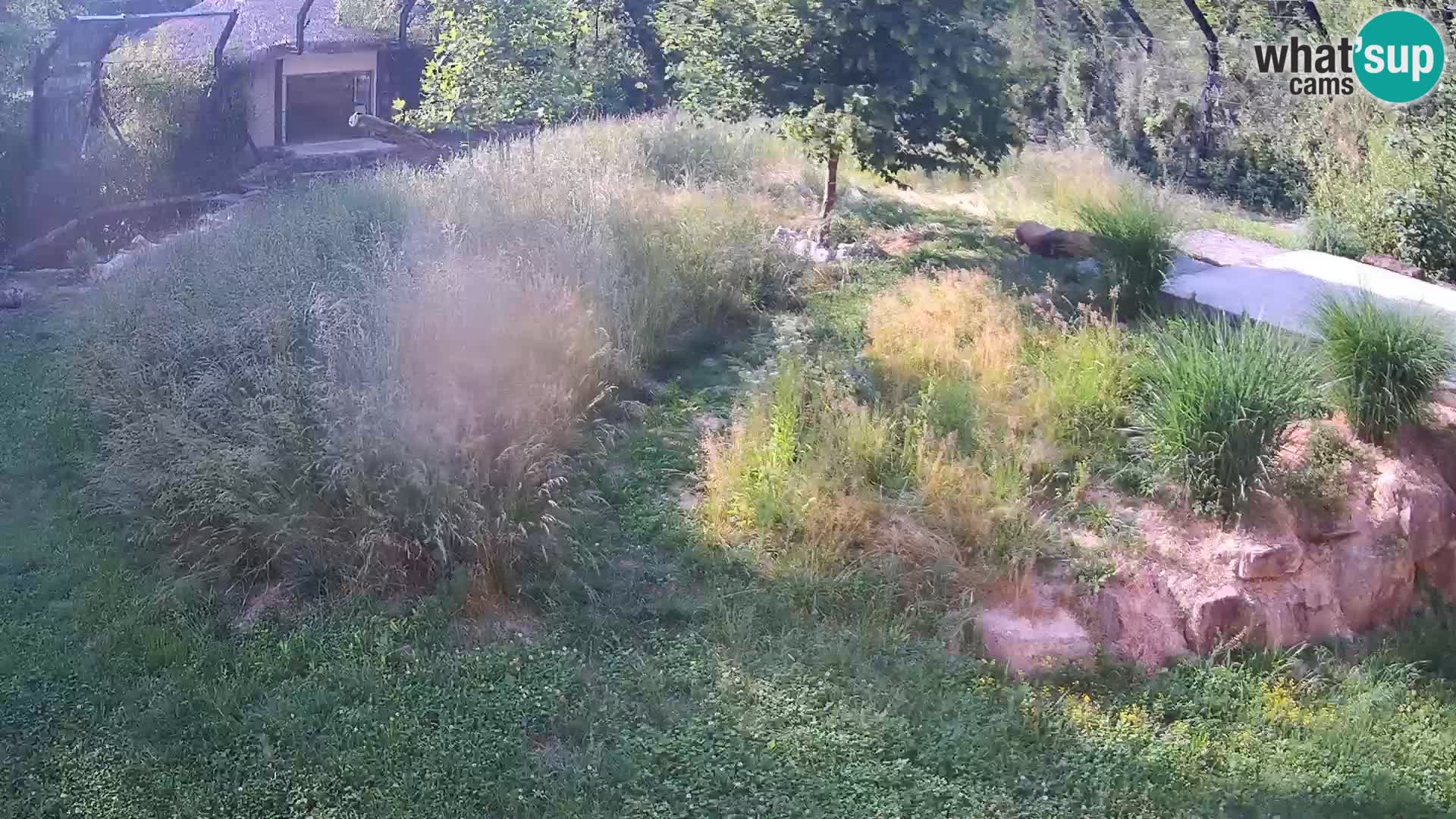 Zoo Lubiana live webcam Leoni