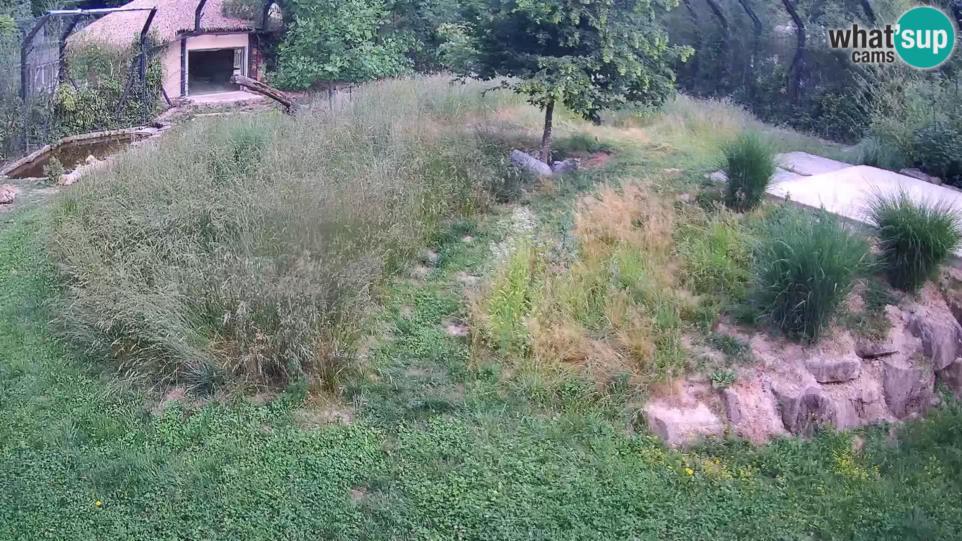 Live Ljubljana Zoo webcam Lion