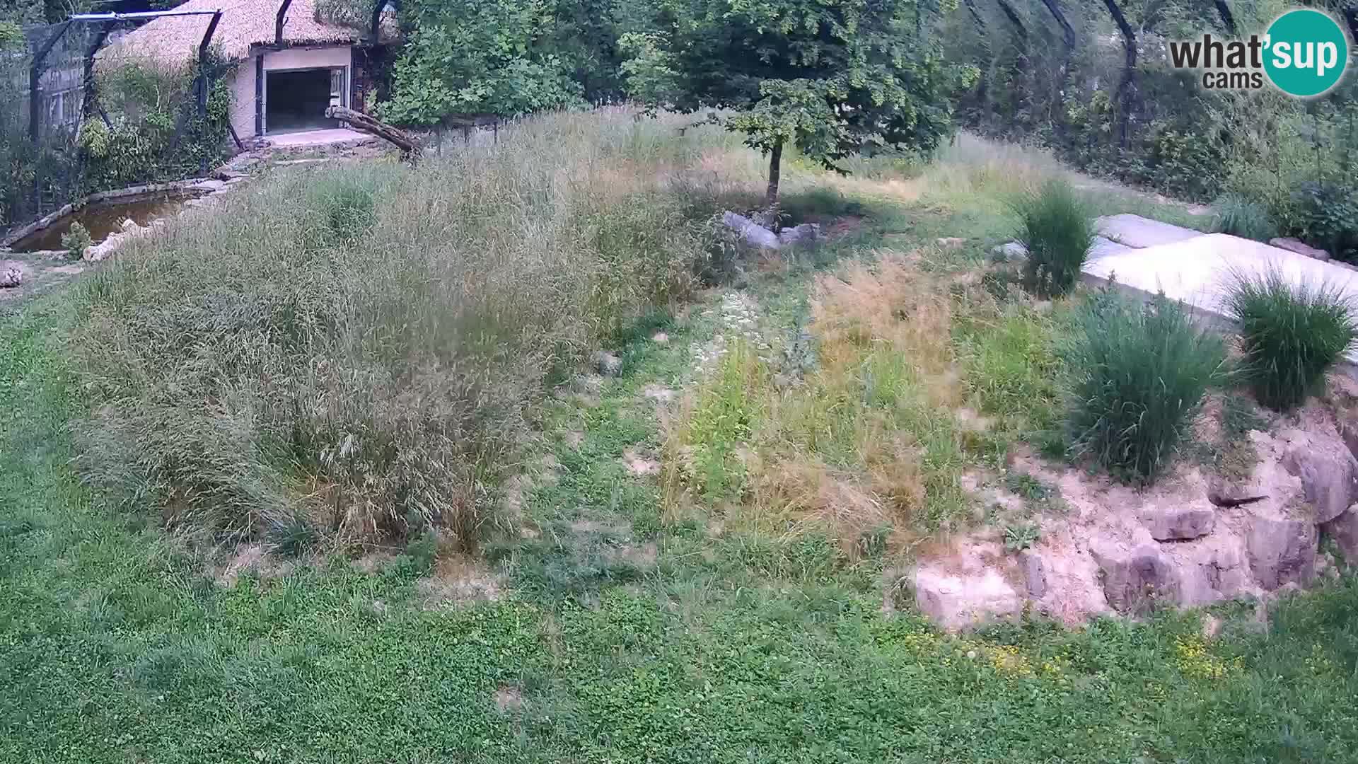 Live Ljubljana Zoo webcam Lion