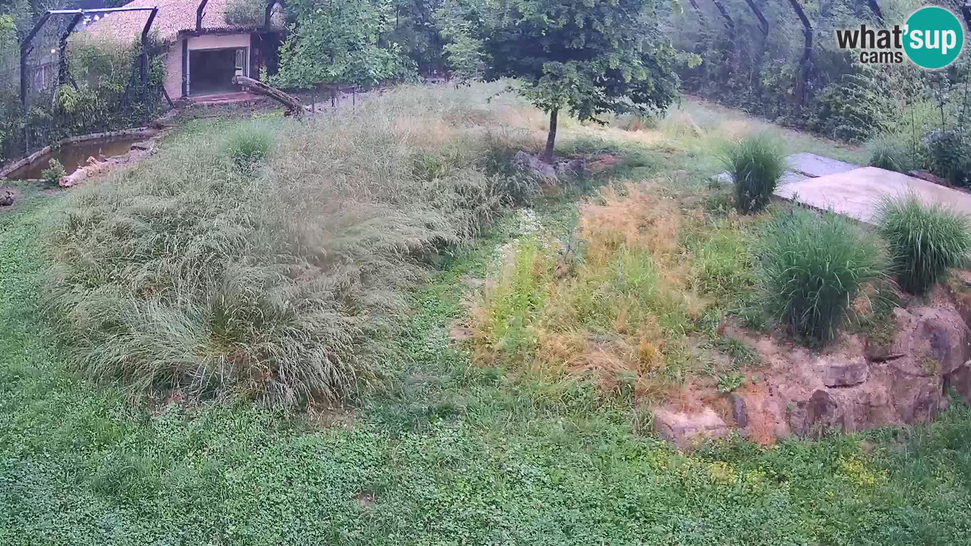 Live Ljubljana Zoo webcam Lion