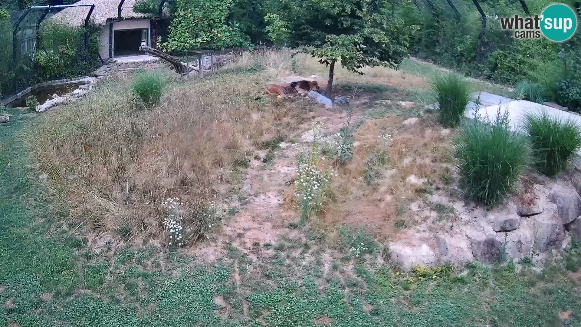 Zoo Ljubljana webcam Löwen