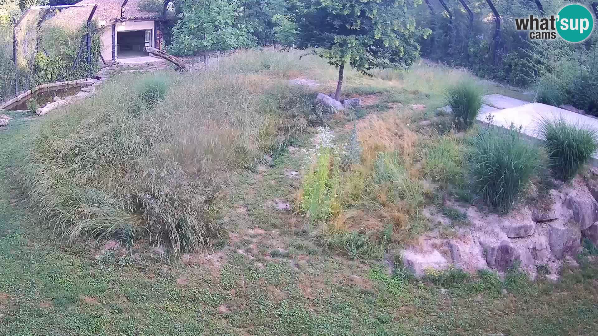 Live Ljubljana Zoo webcam Lion