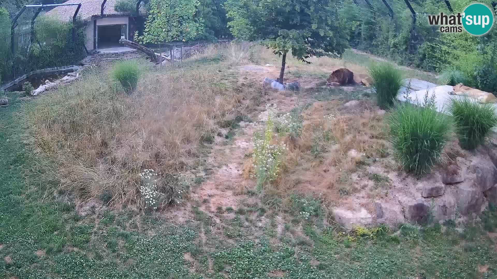 Live Ljubljana Zoo webcam Lion