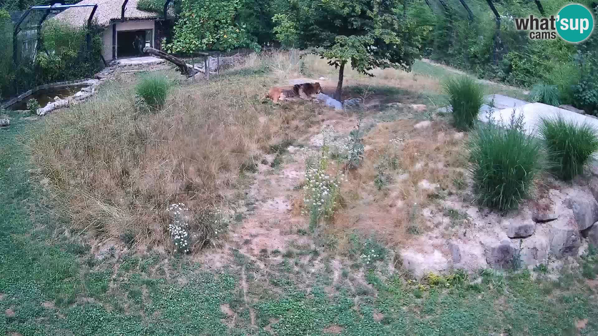 Zoo Lubiana live webcam Leoni
