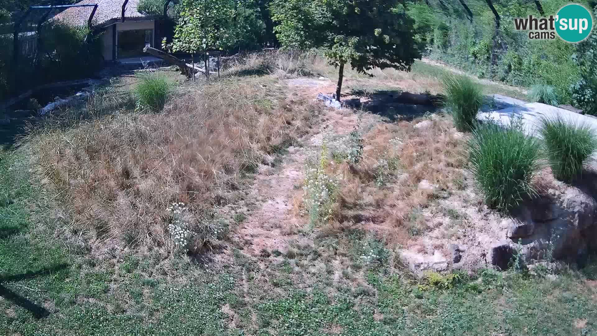 Live Ljubljana Zoo webcam Lion