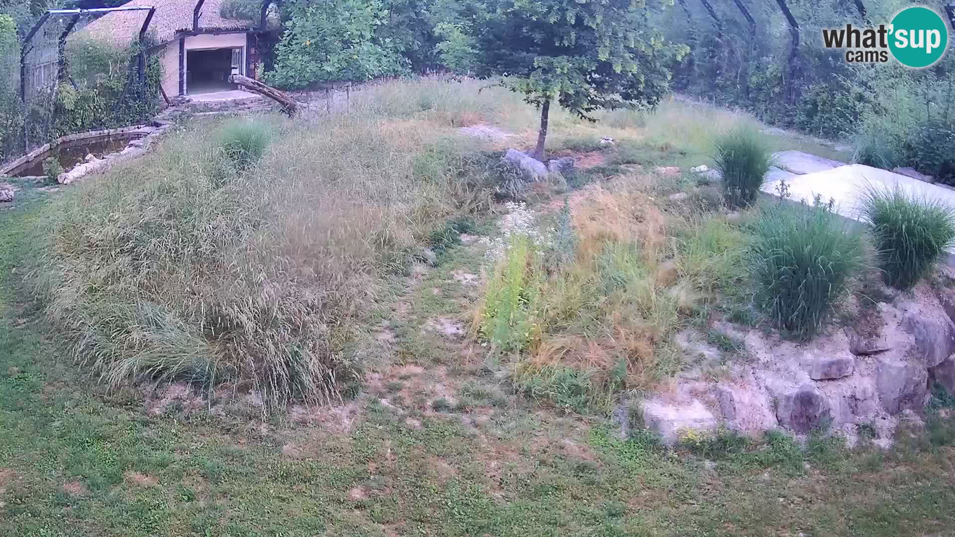 Zoo Ljubljana web kamera Lavovi