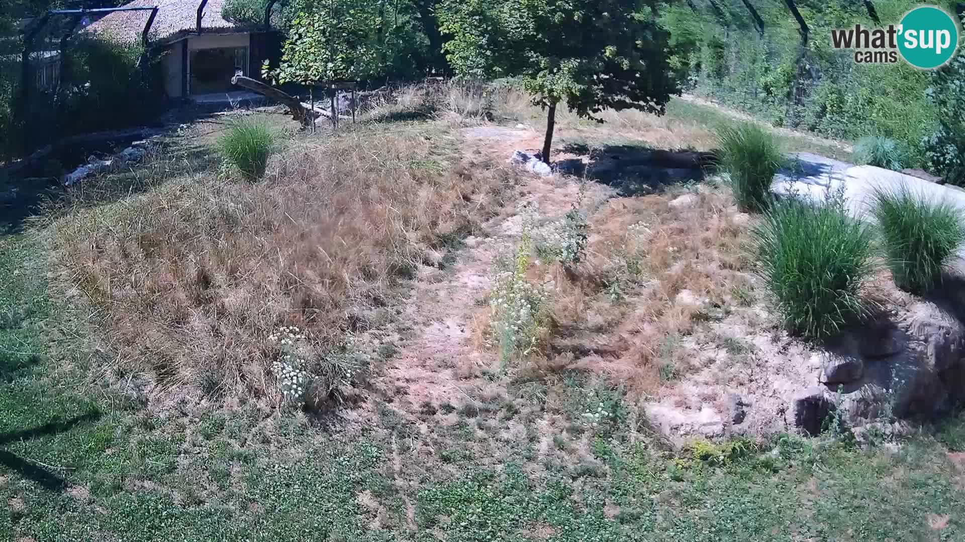 Live Ljubljana Zoo webcam Lion