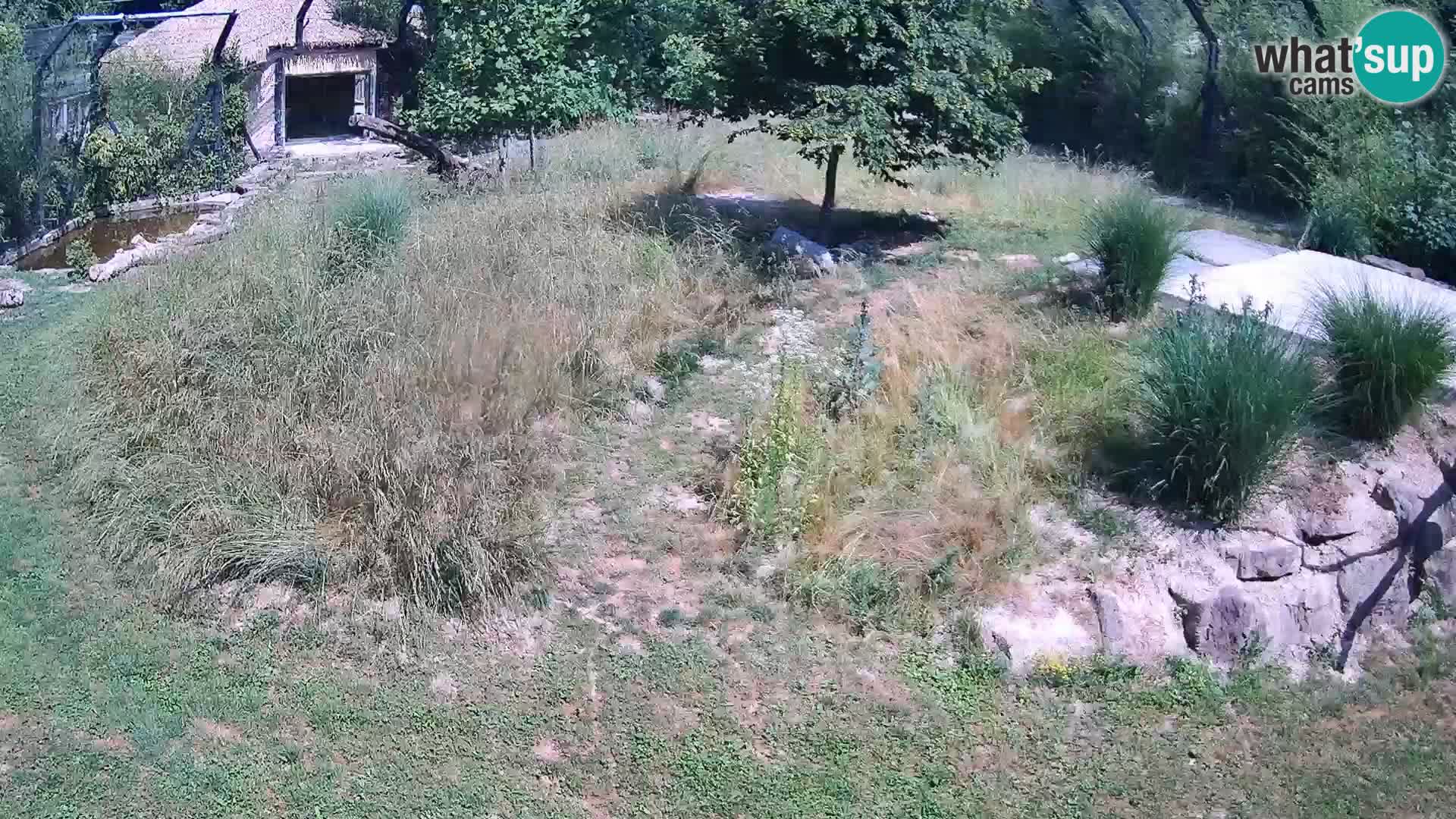 Live Ljubljana Zoo webcam Lion