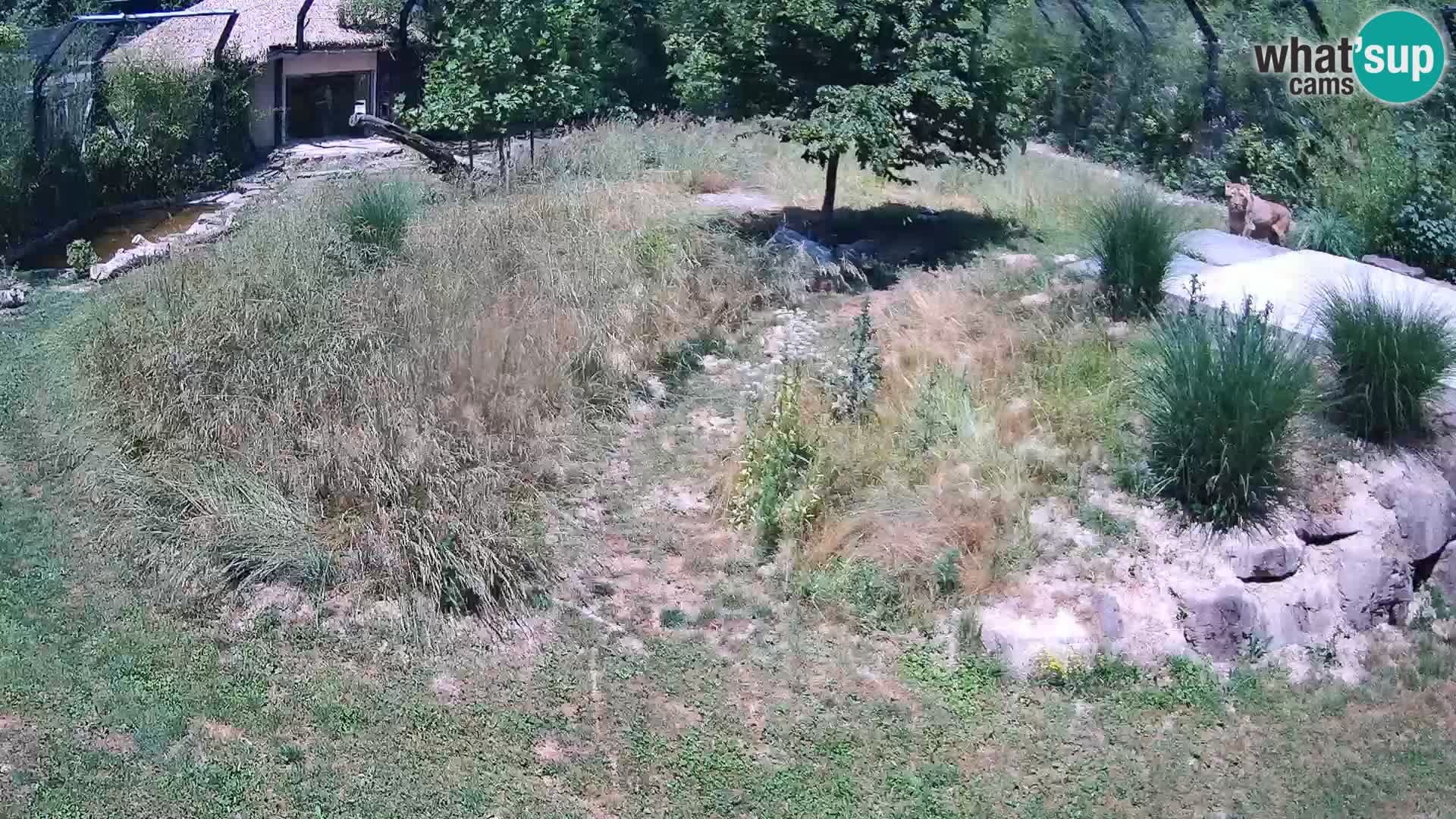 Live Ljubljana Zoo webcam Lion