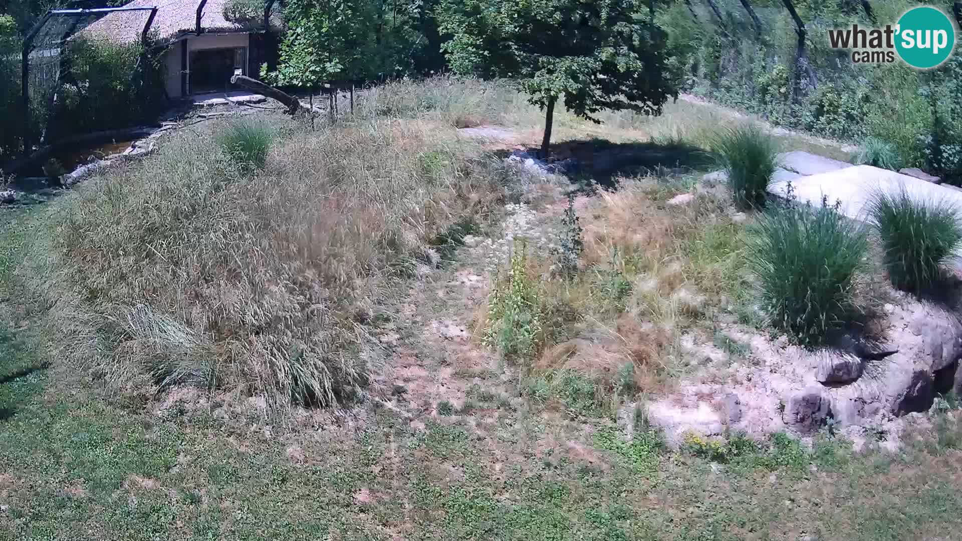 Zoo Ljubljana webcam Löwen