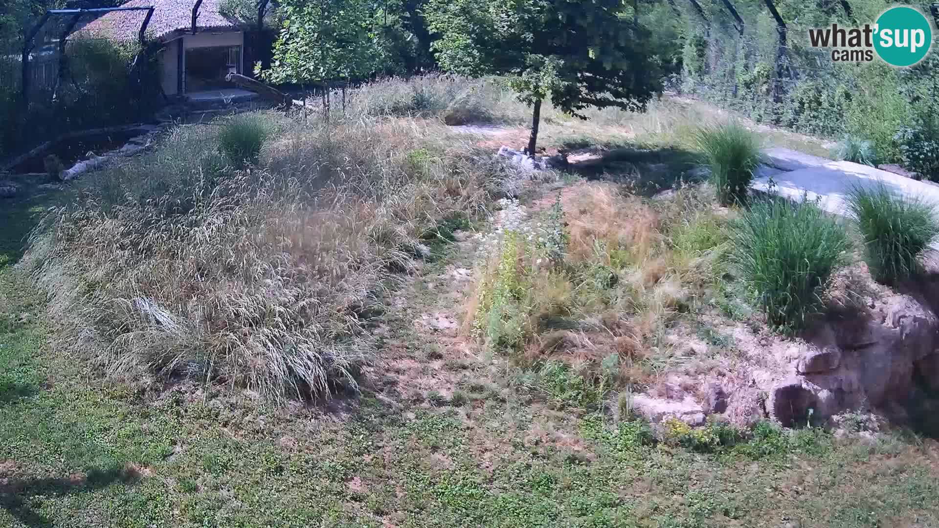Live Ljubljana Zoo webcam Lion