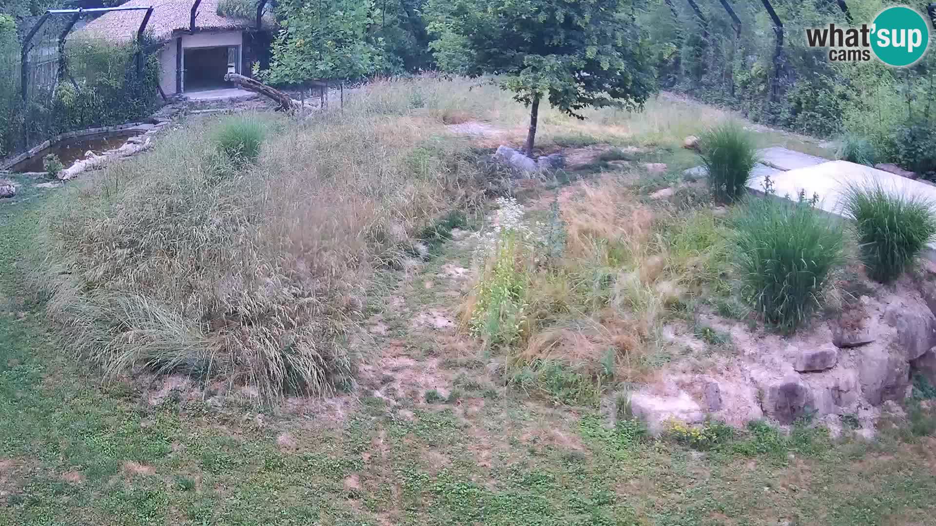 Live Ljubljana Zoo webcam Lion