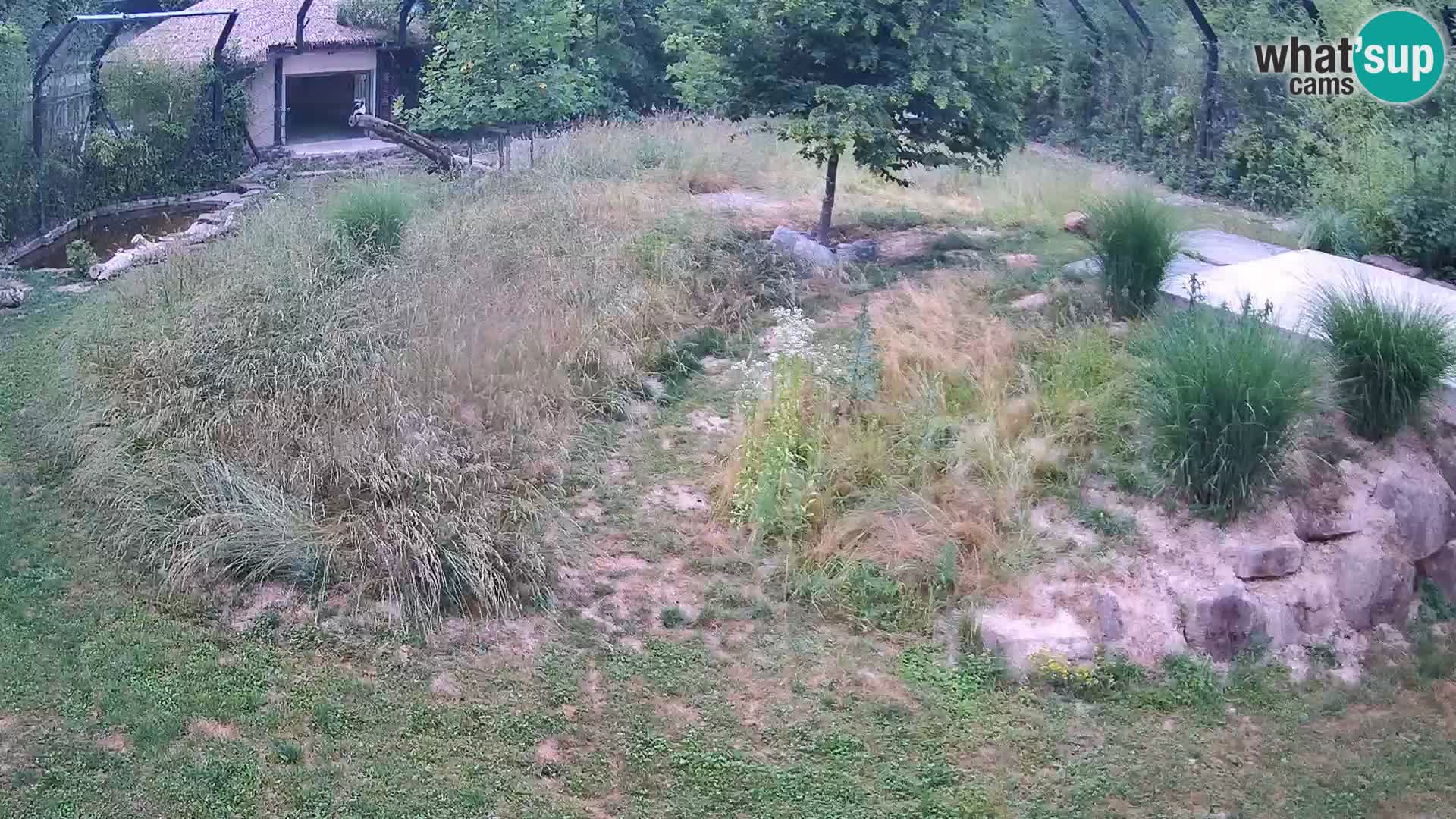 Live Ljubljana Zoo webcam Lion