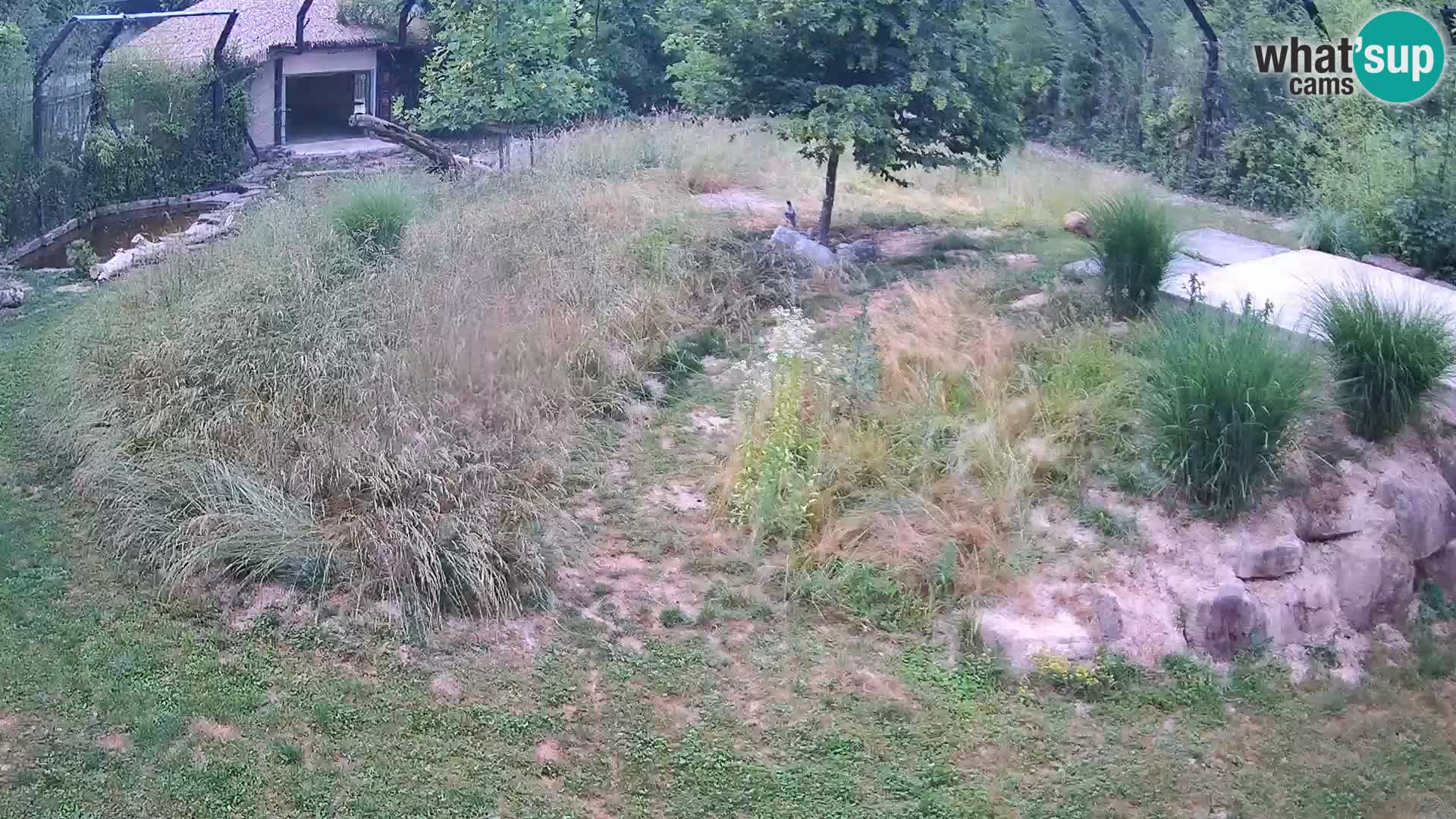 Live Ljubljana Zoo webcam Lion