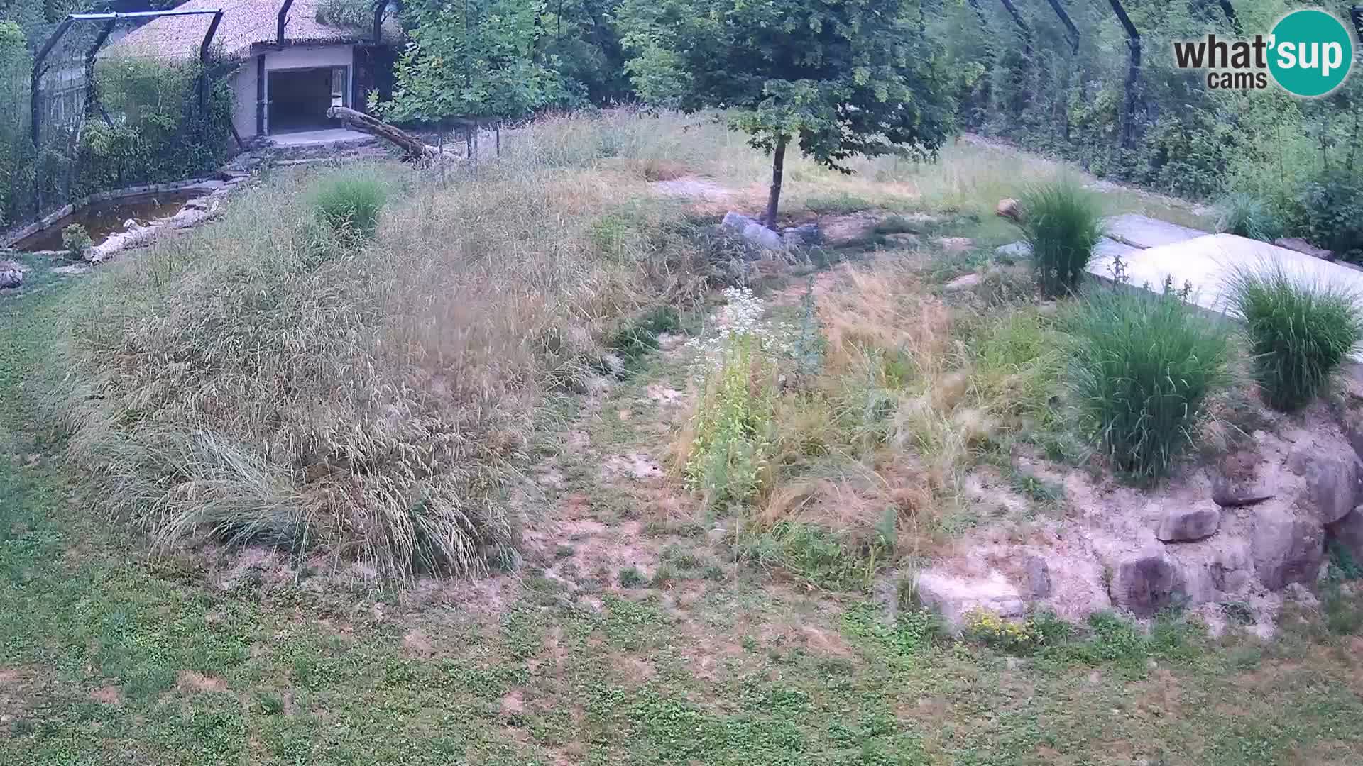 Live Ljubljana Zoo webcam Lion
