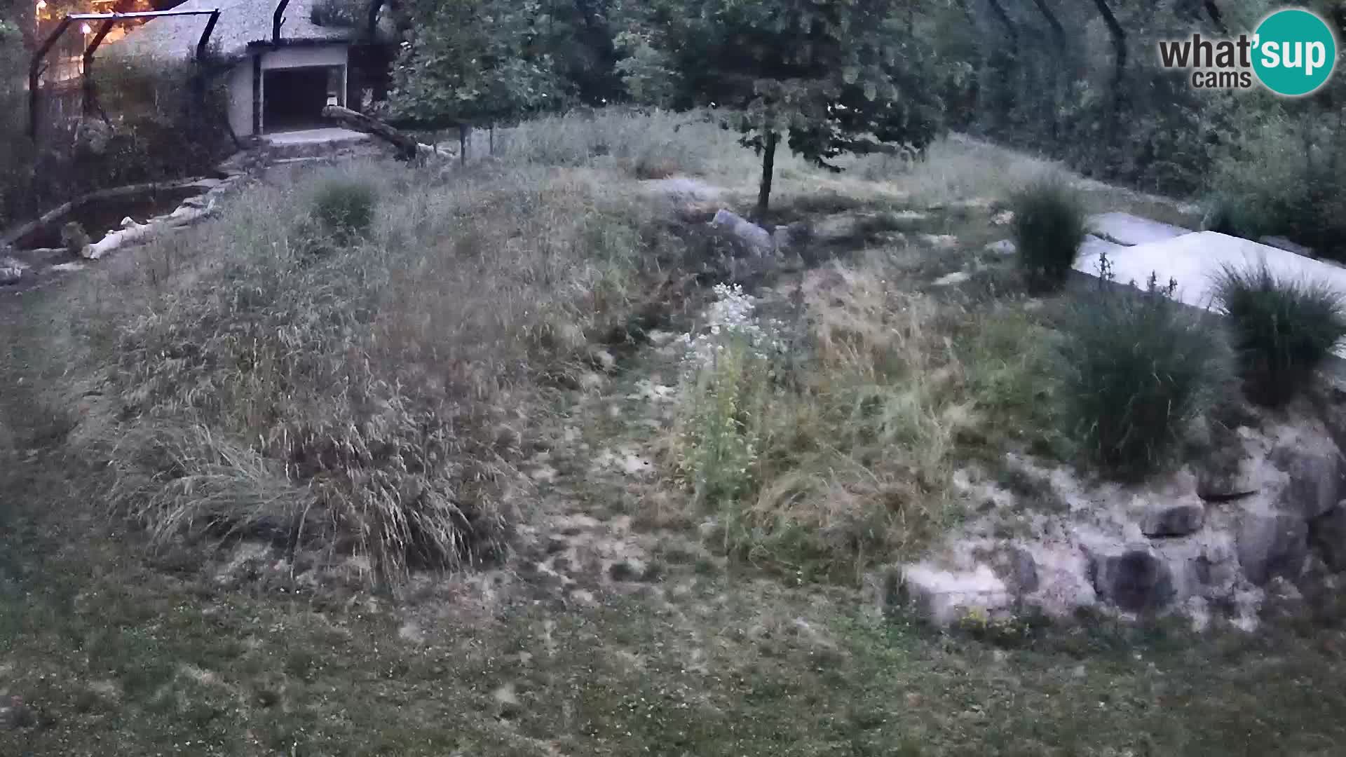 Ljubljana Zoo webcam Lion