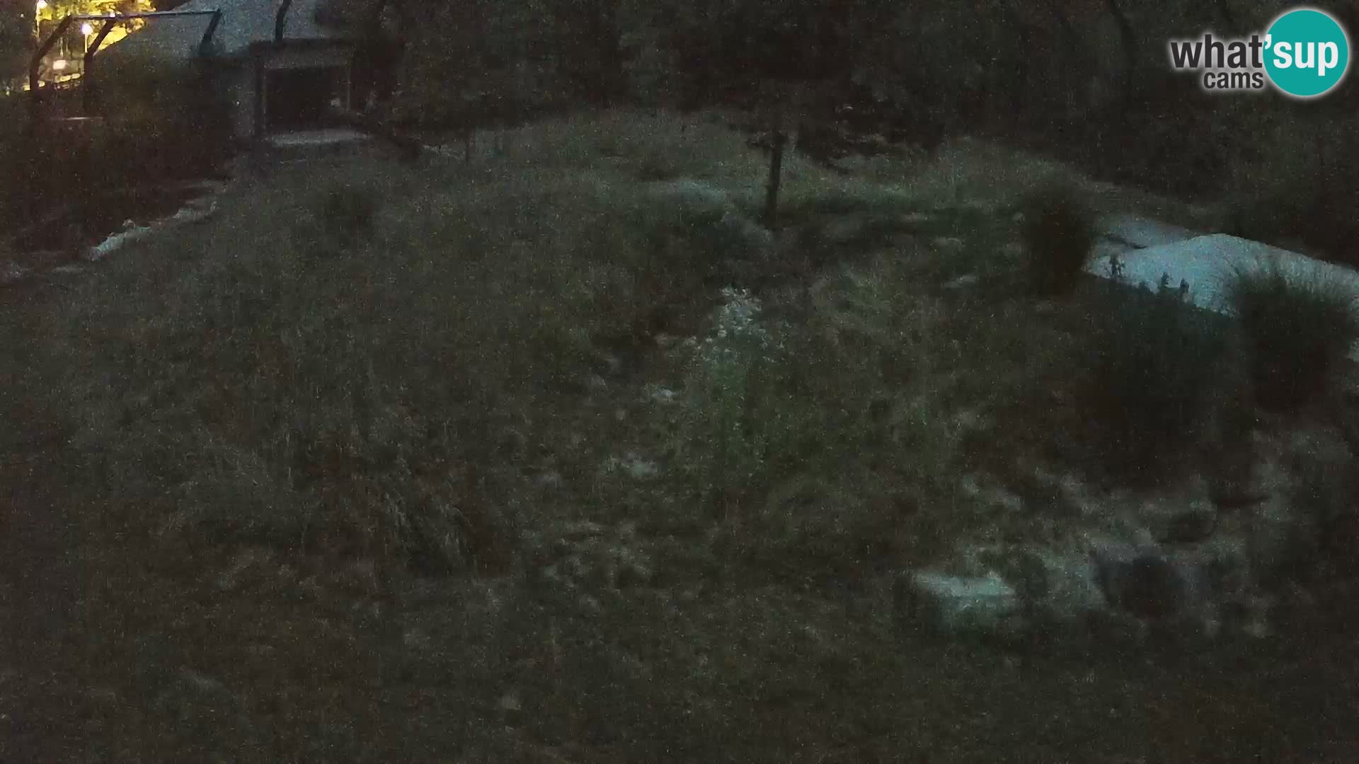 Zoo Ljubljana webcam Löwen