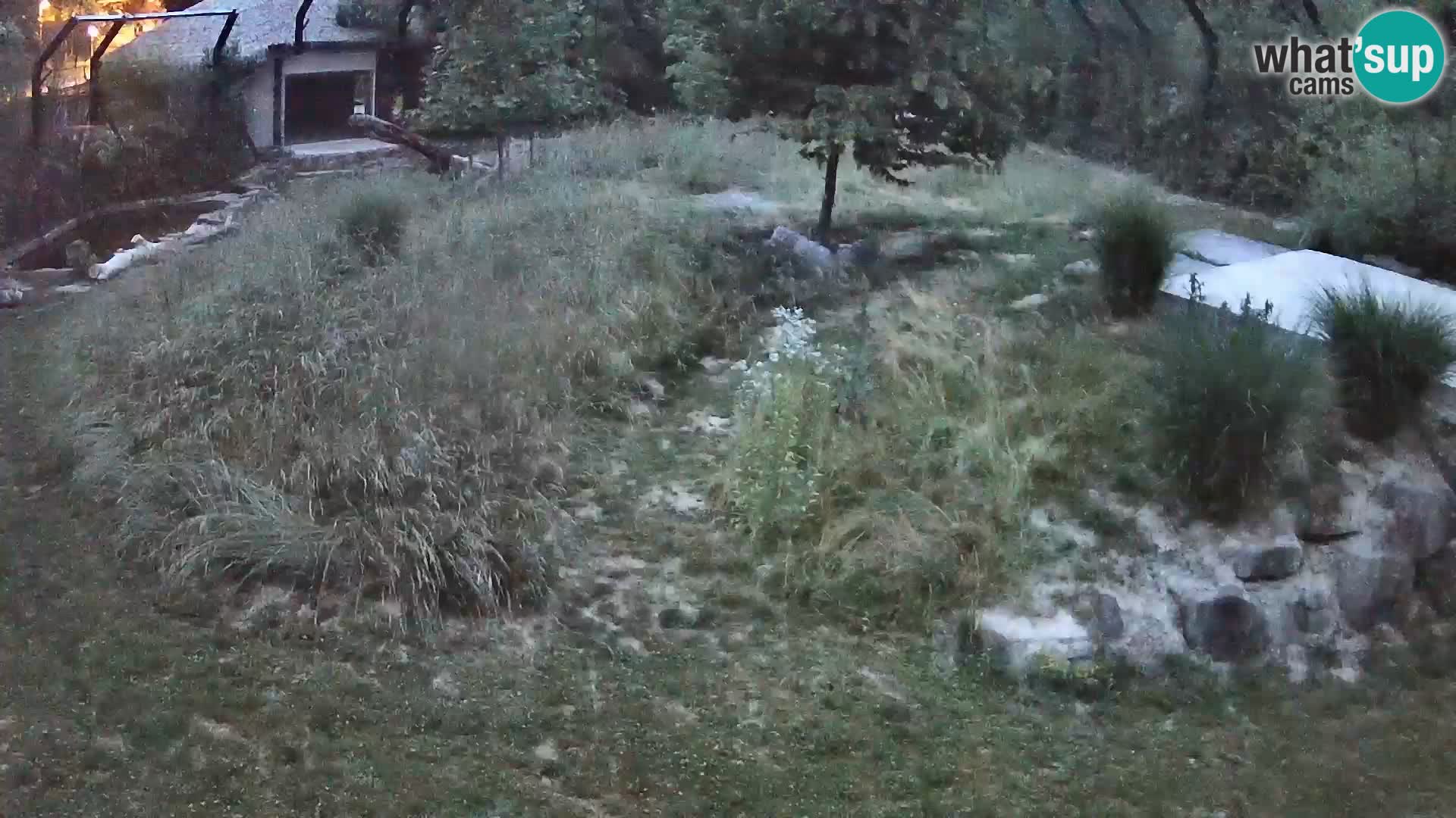 Live Ljubljana Zoo webcam Lion