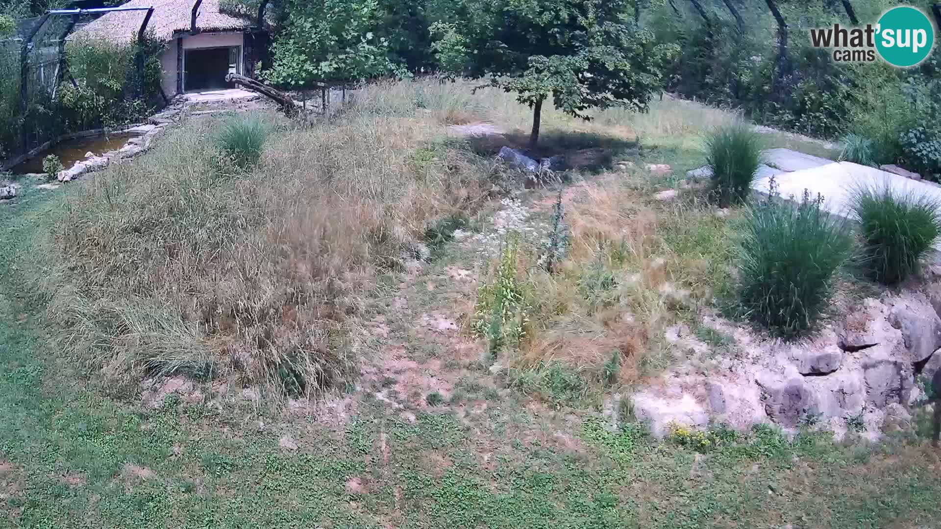 Live Ljubljana Zoo webcam Lion