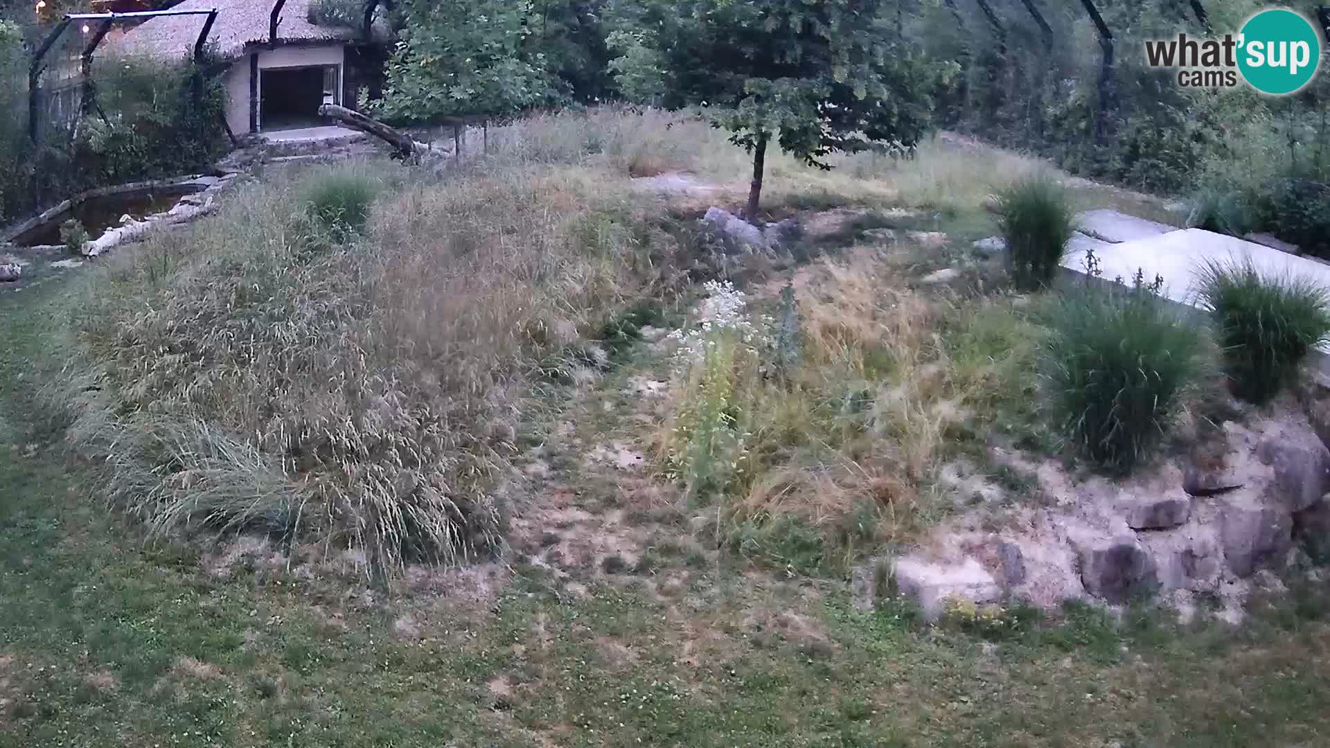 Zoo Lubiana live webcam Leoni
