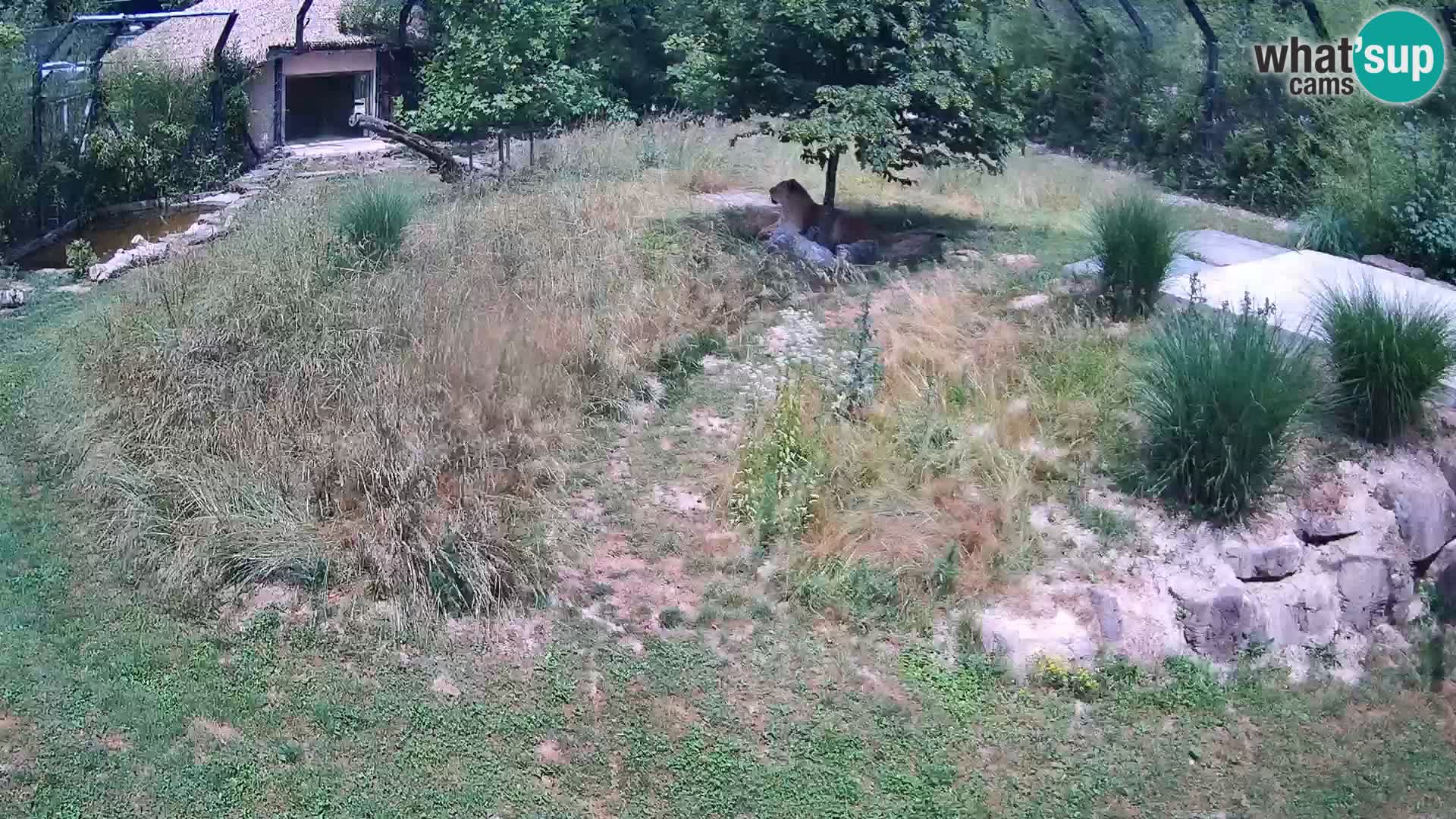 Zoo Ljubljana webcam Löwen