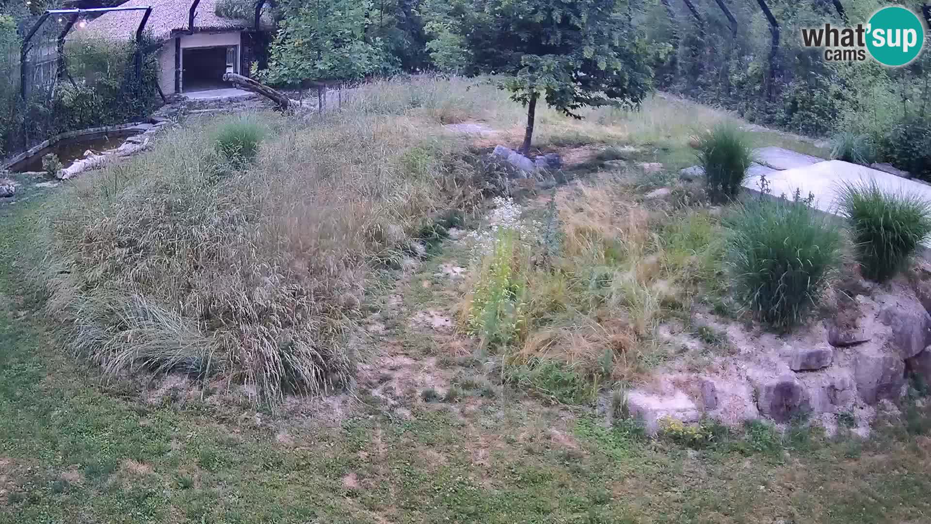 Live Ljubljana Zoo webcam Lion