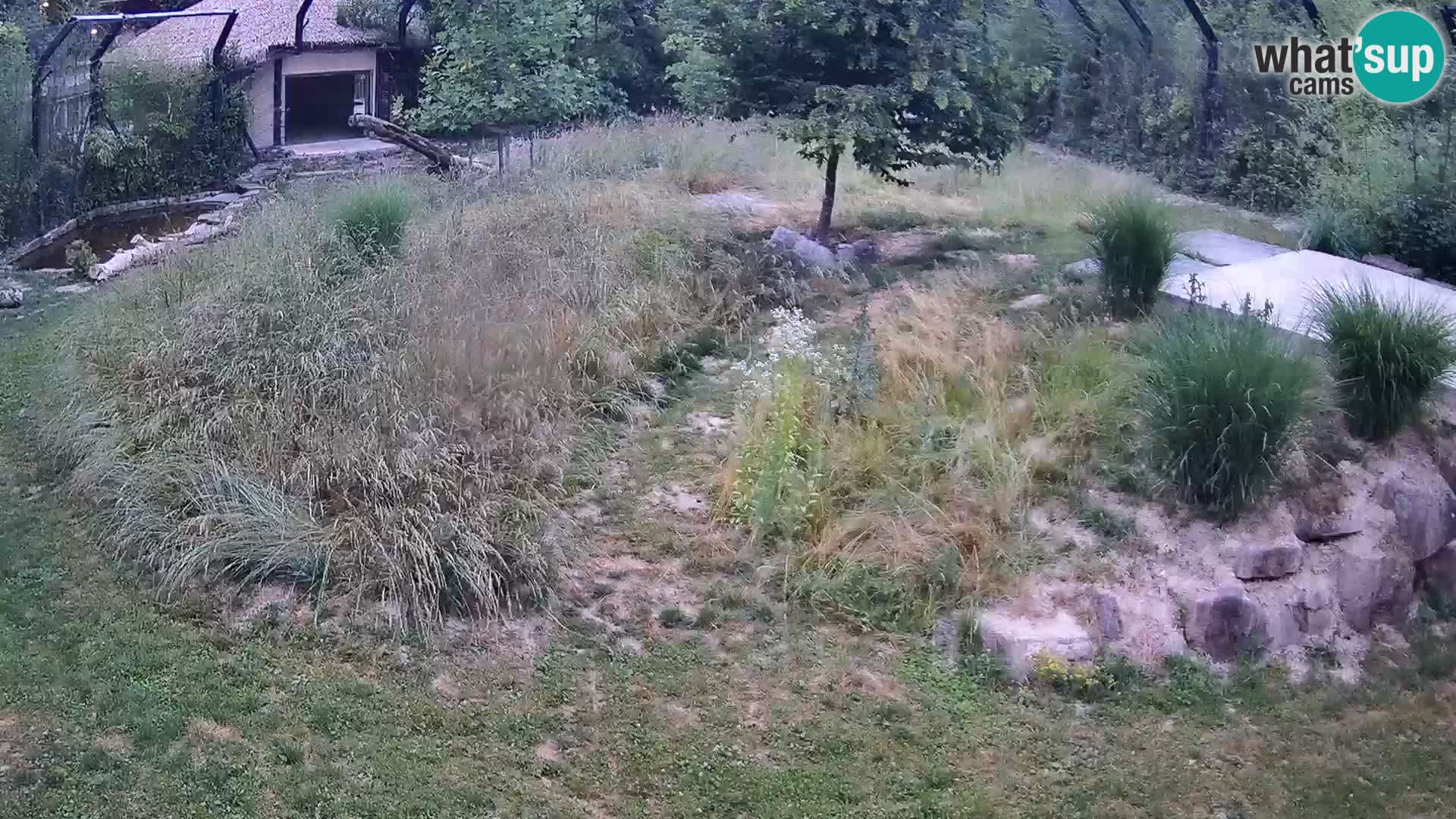 Zoo Ljubljana webcam Löwen
