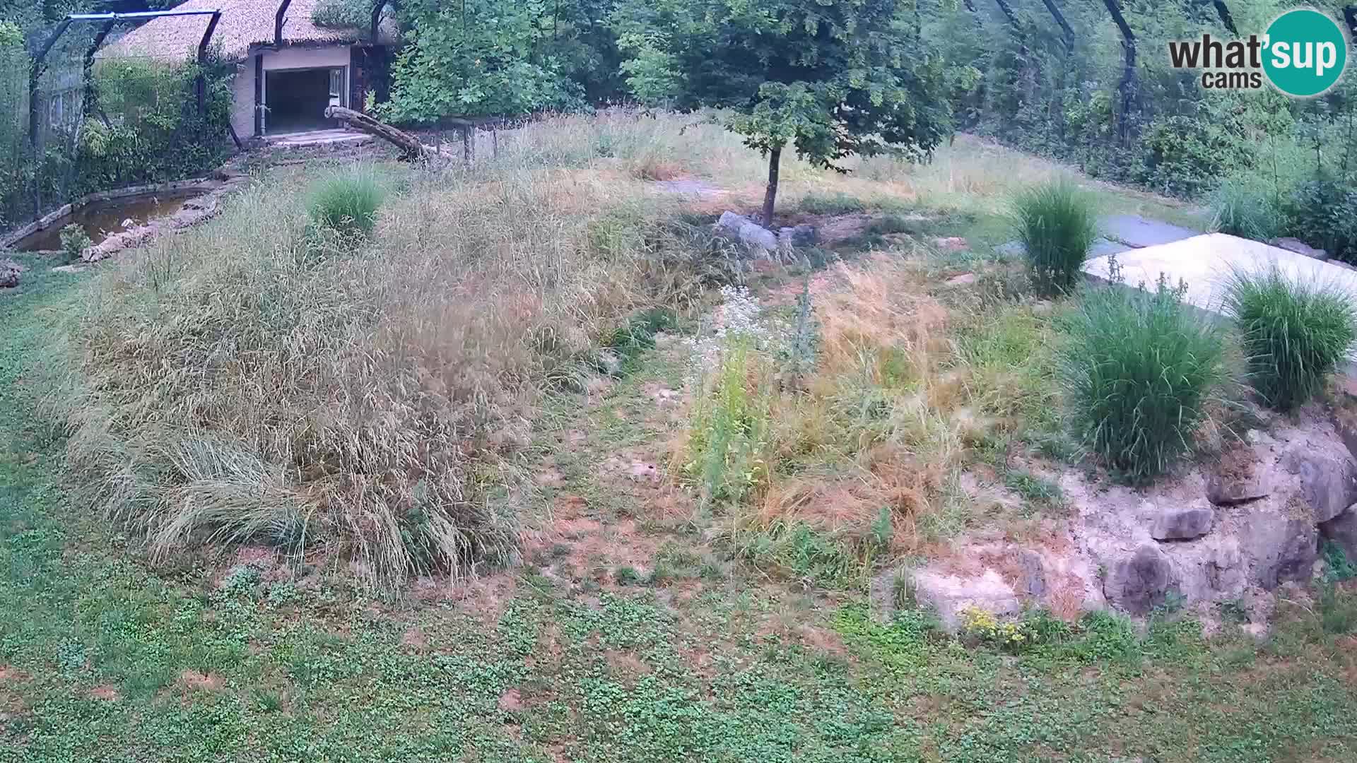 Ljubljana Zoo webcam Lion