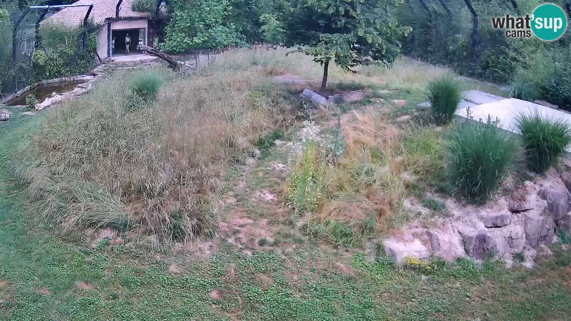 Zoo Ljubljana webcam Löwen
