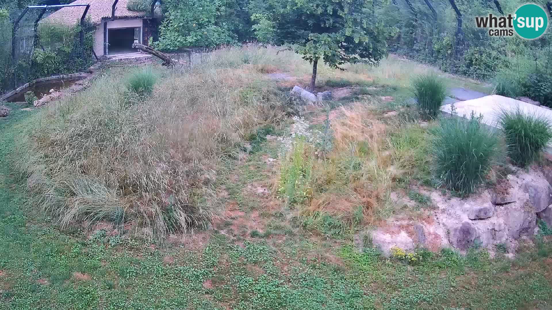 Zoo Ljubljana webcam Löwen