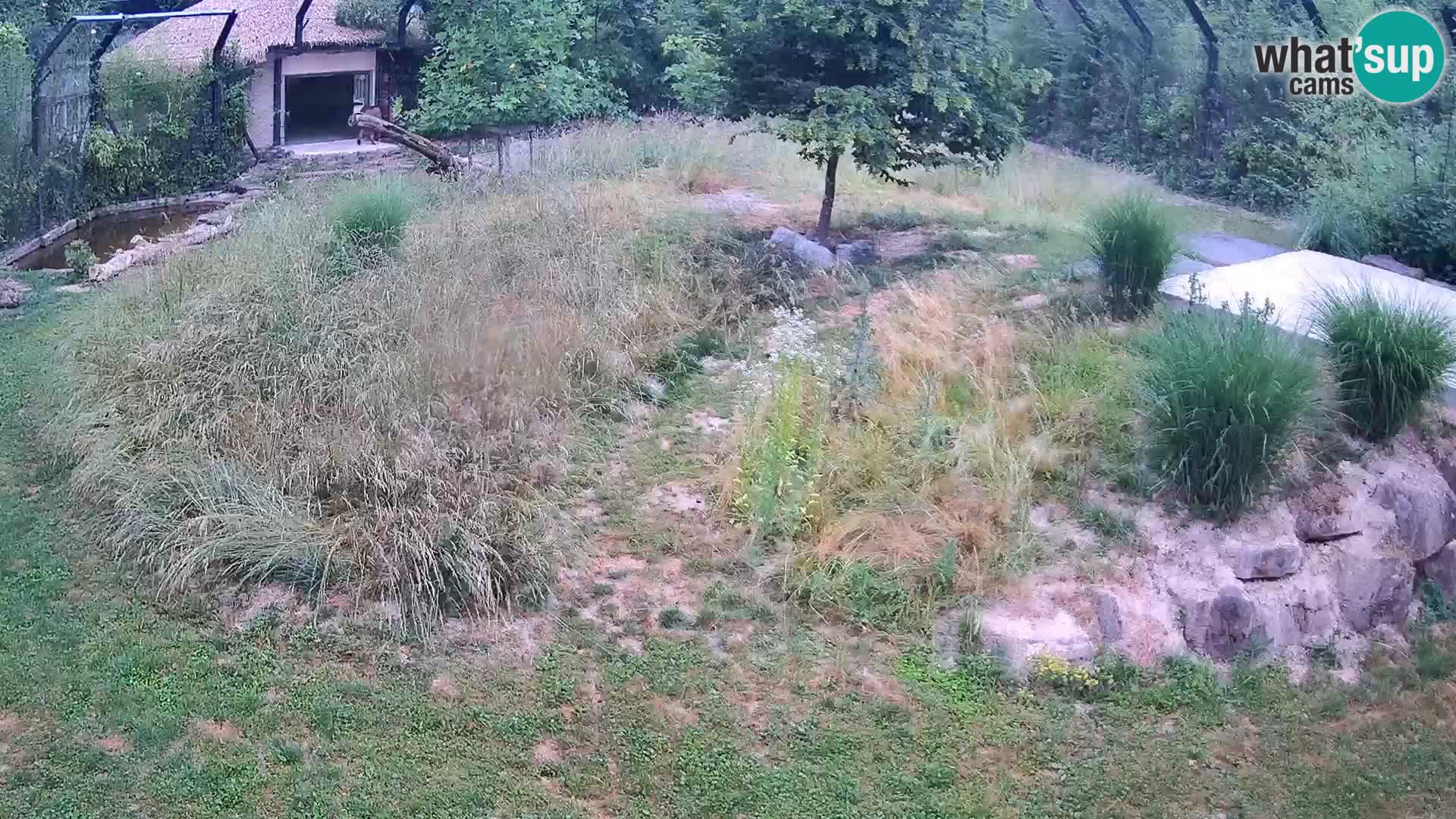Zoo Lubiana live webcam Leoni