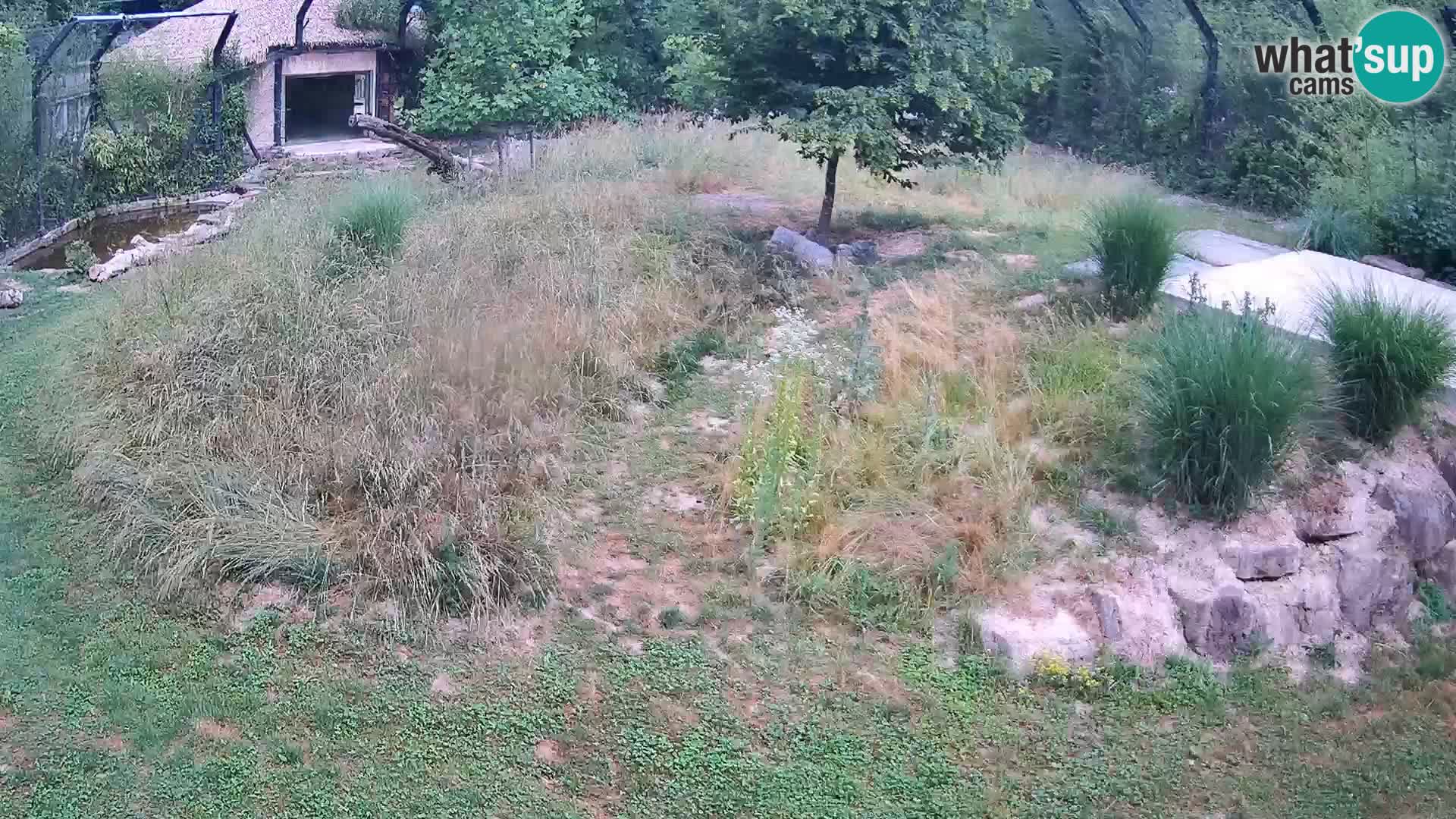 Zoo Lubiana live webcam Leoni