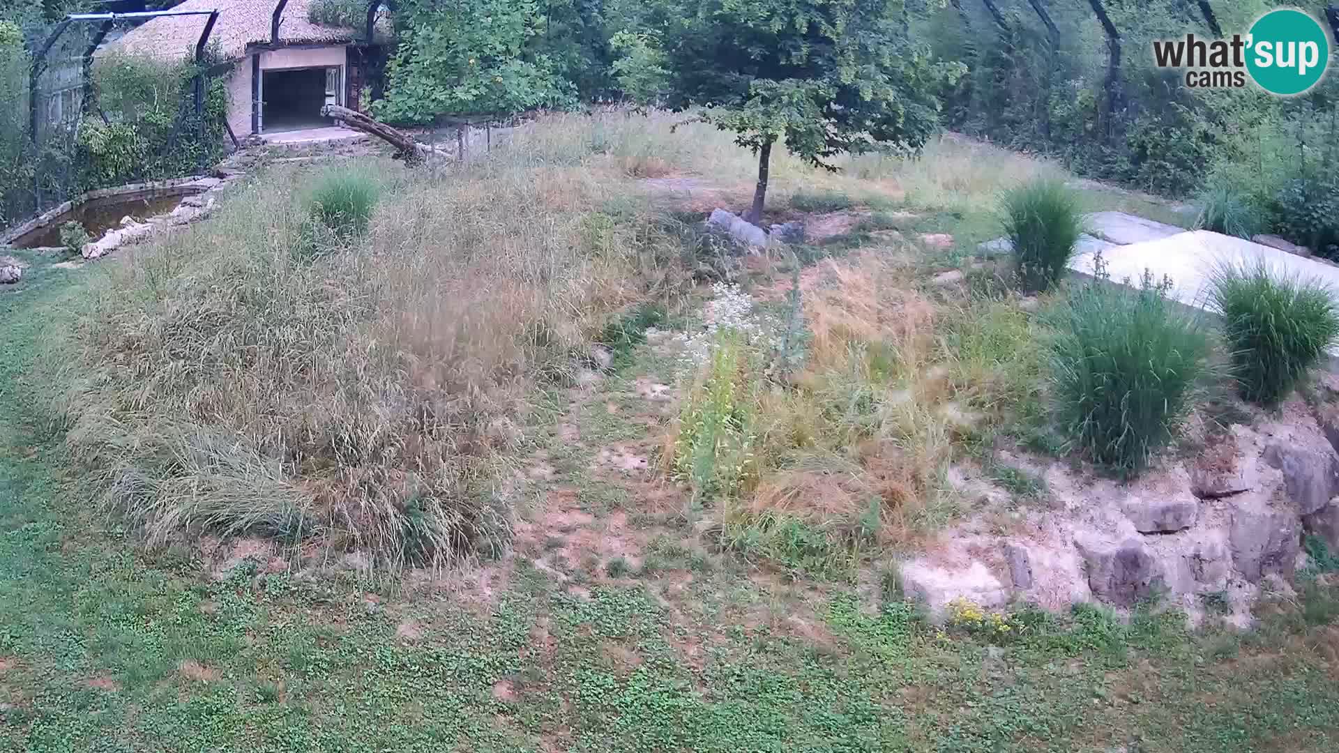 Live Ljubljana Zoo webcam Lion
