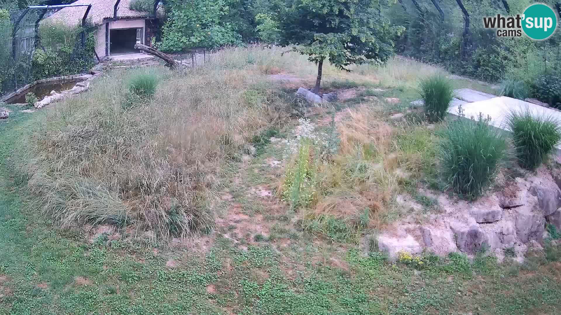 Zoo Ljubljana webcam Löwen