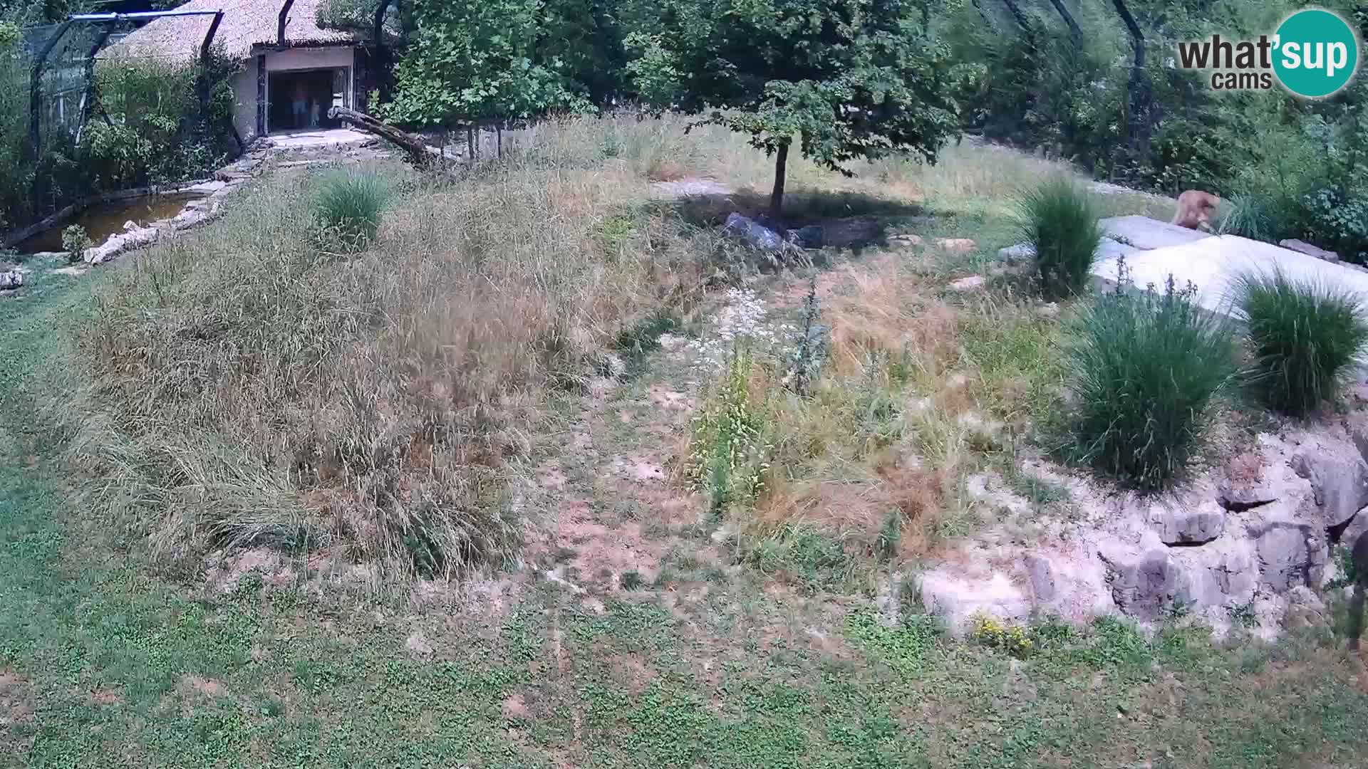 Ljubljana Zoo webcam Lion