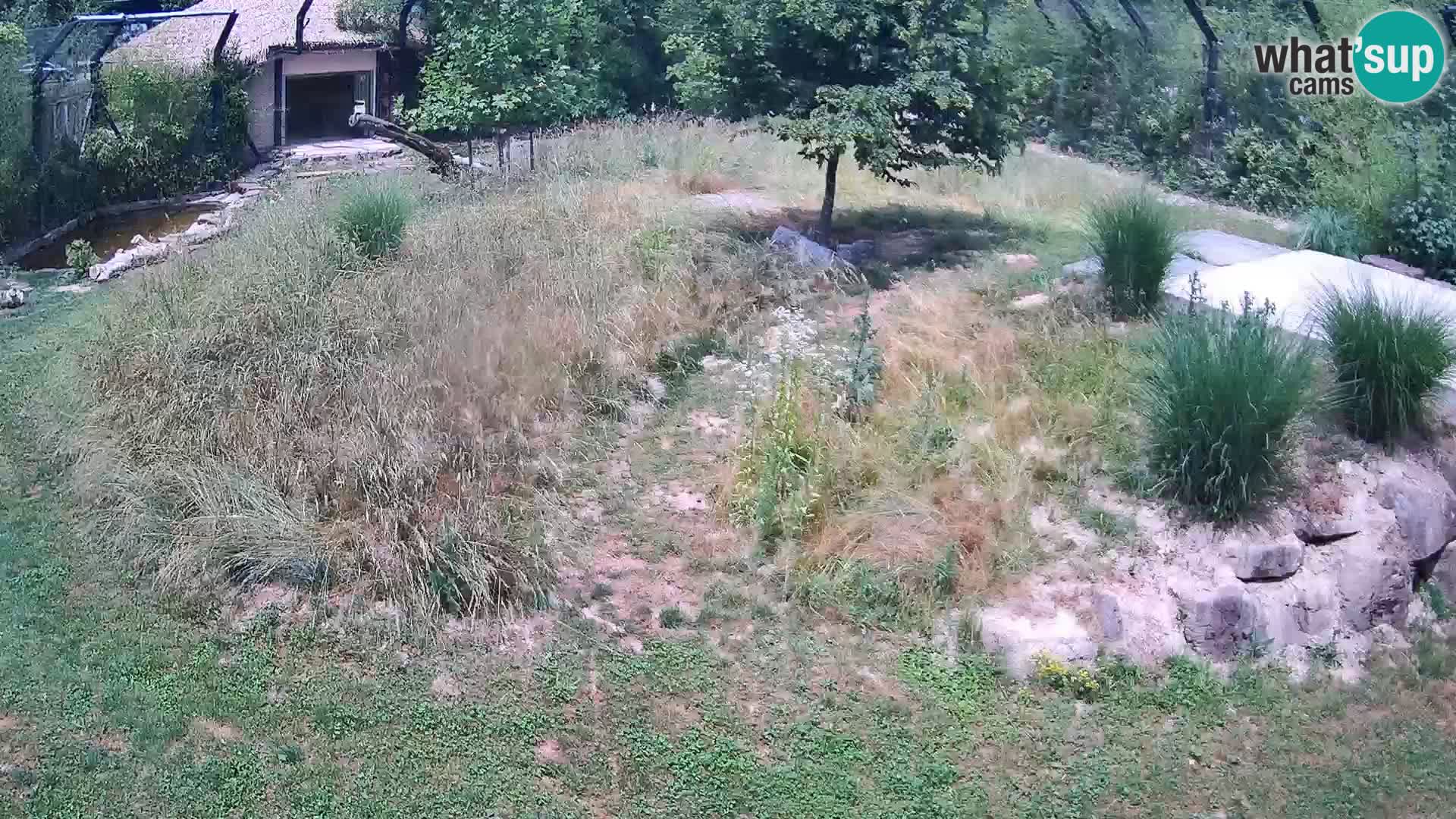Zoo Lubiana live webcam Leoni
