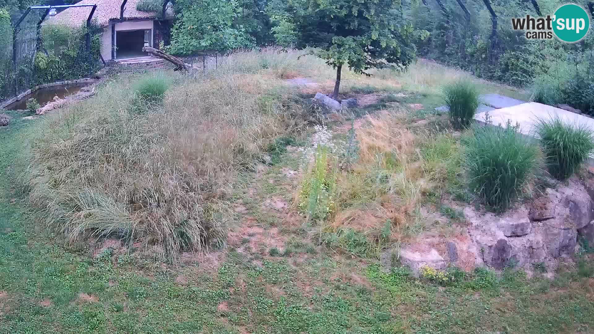 Ljubljana Zoo webcam Lion
