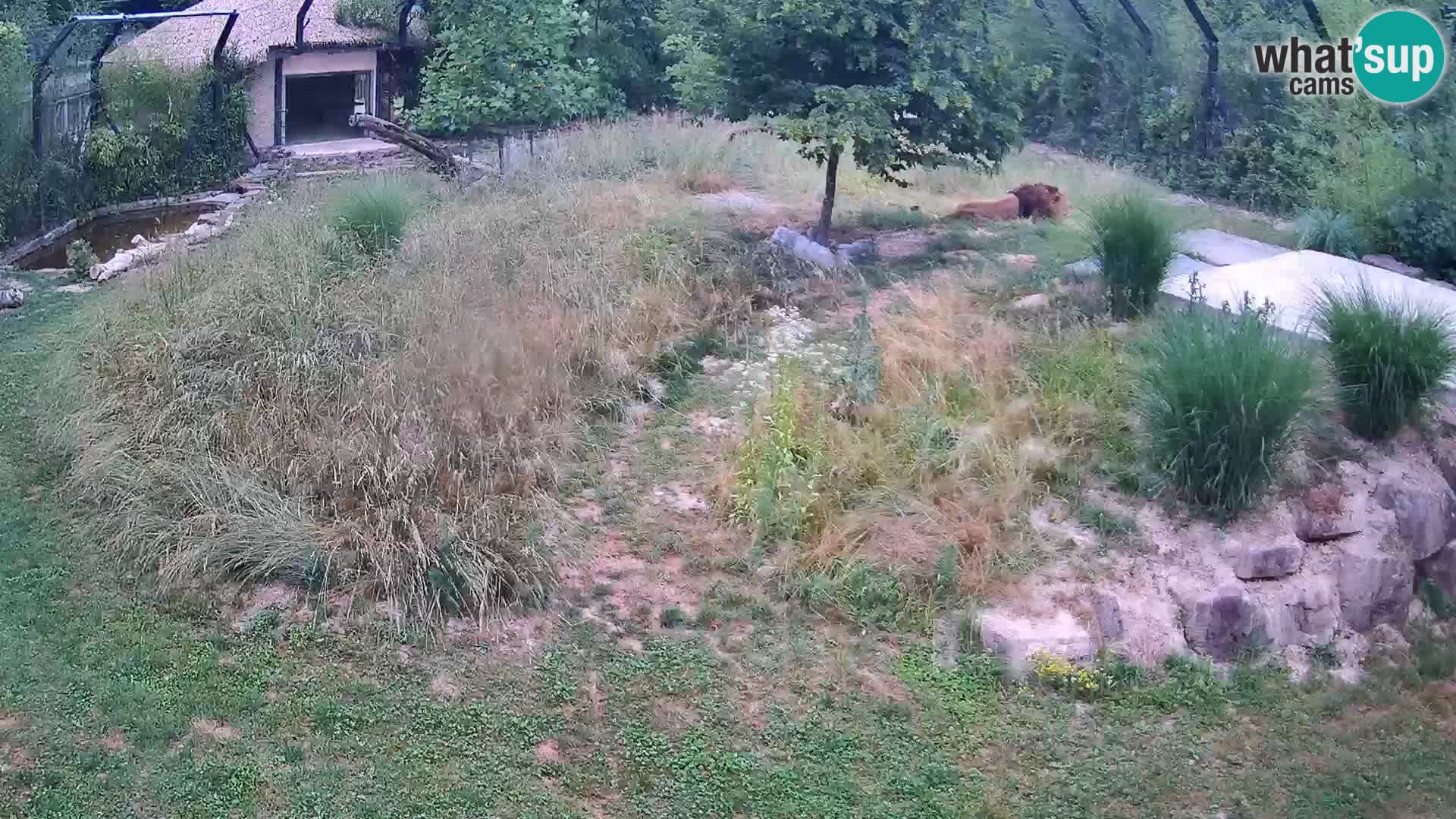 Live Ljubljana Zoo webcam Lion