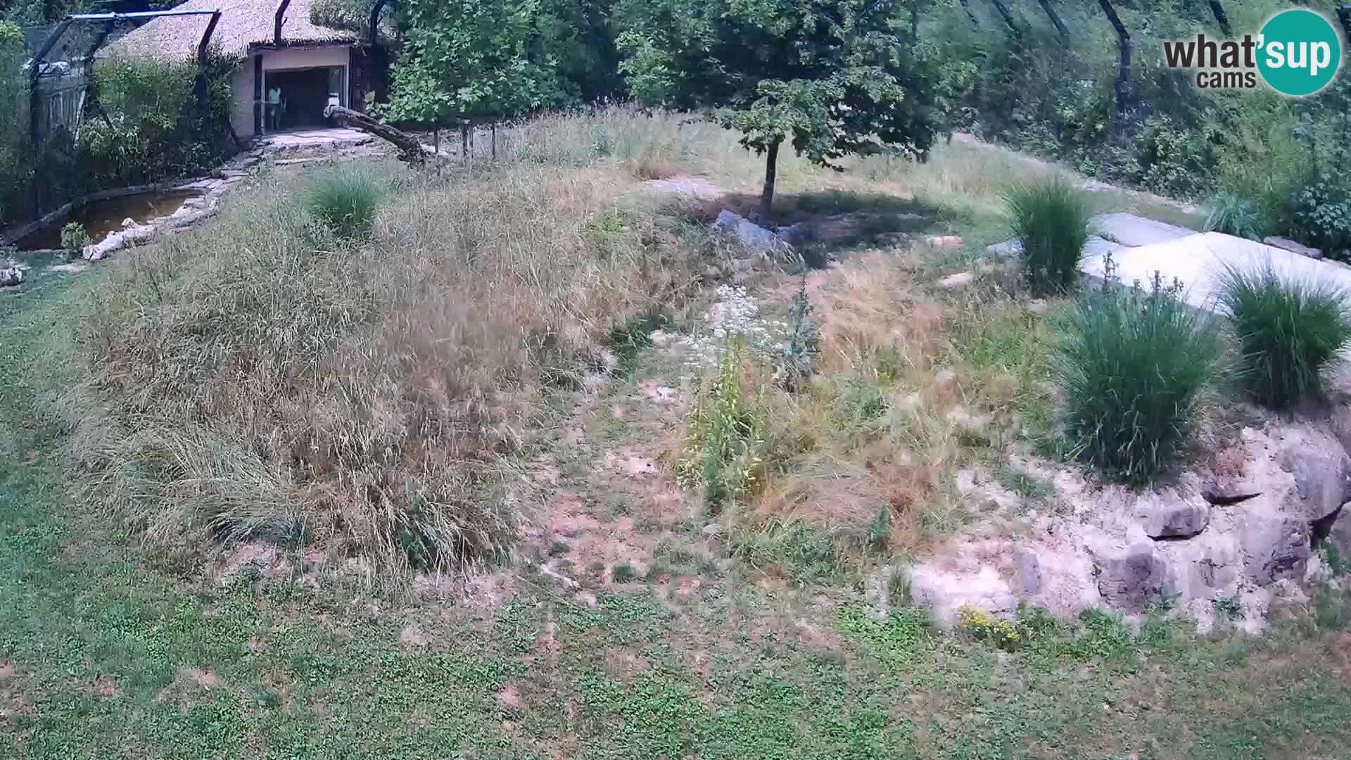 Zoo Ljubljana camera en vivo Leones