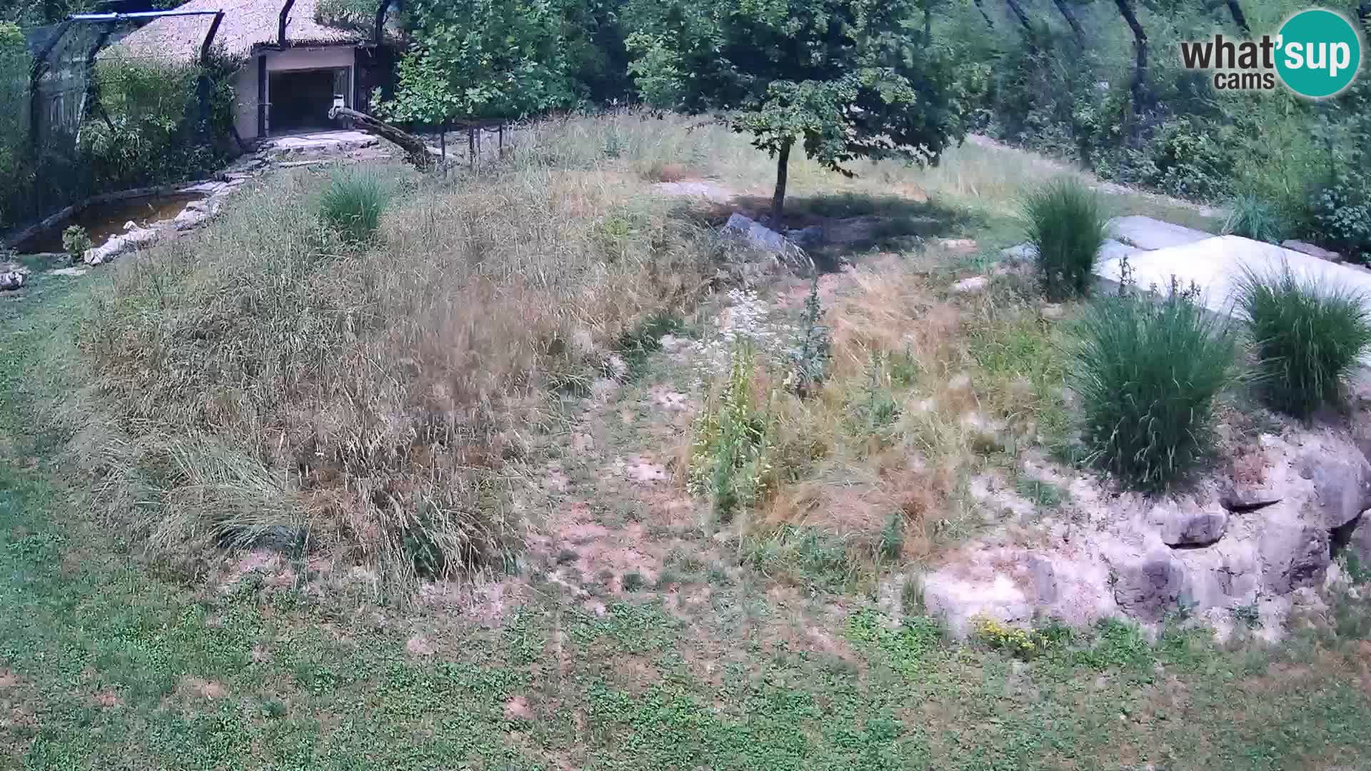 Zoo Ljubljana webcam Löwen