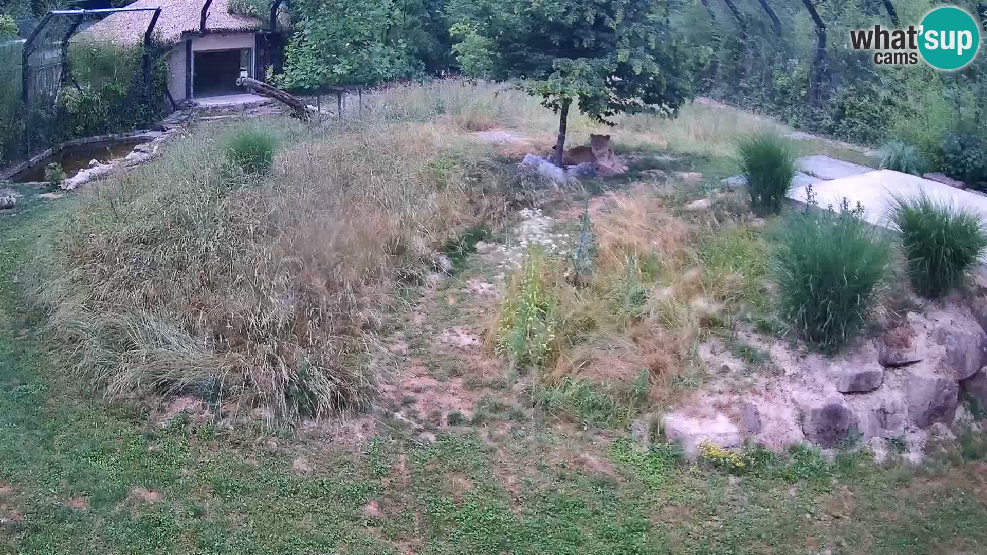 Zoo Ljubljana camera en vivo Leones