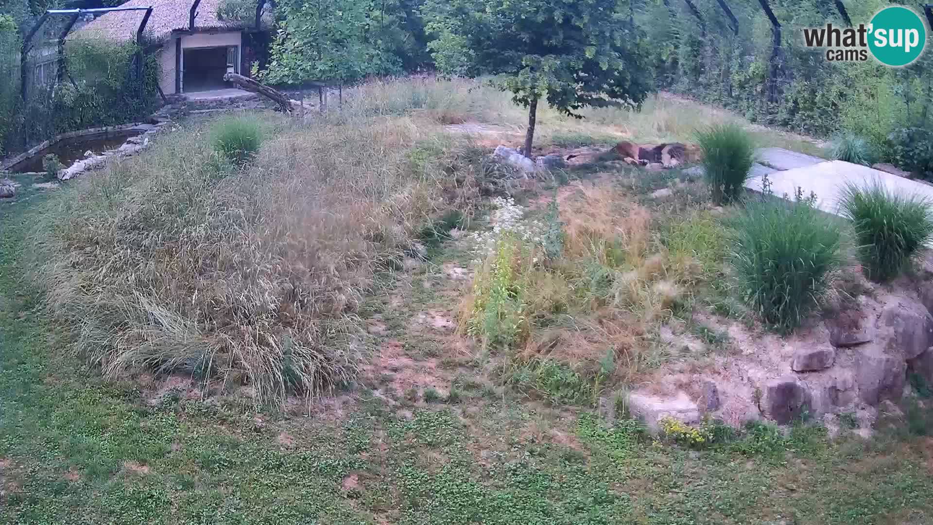 Zoo Lubiana live webcam Leoni